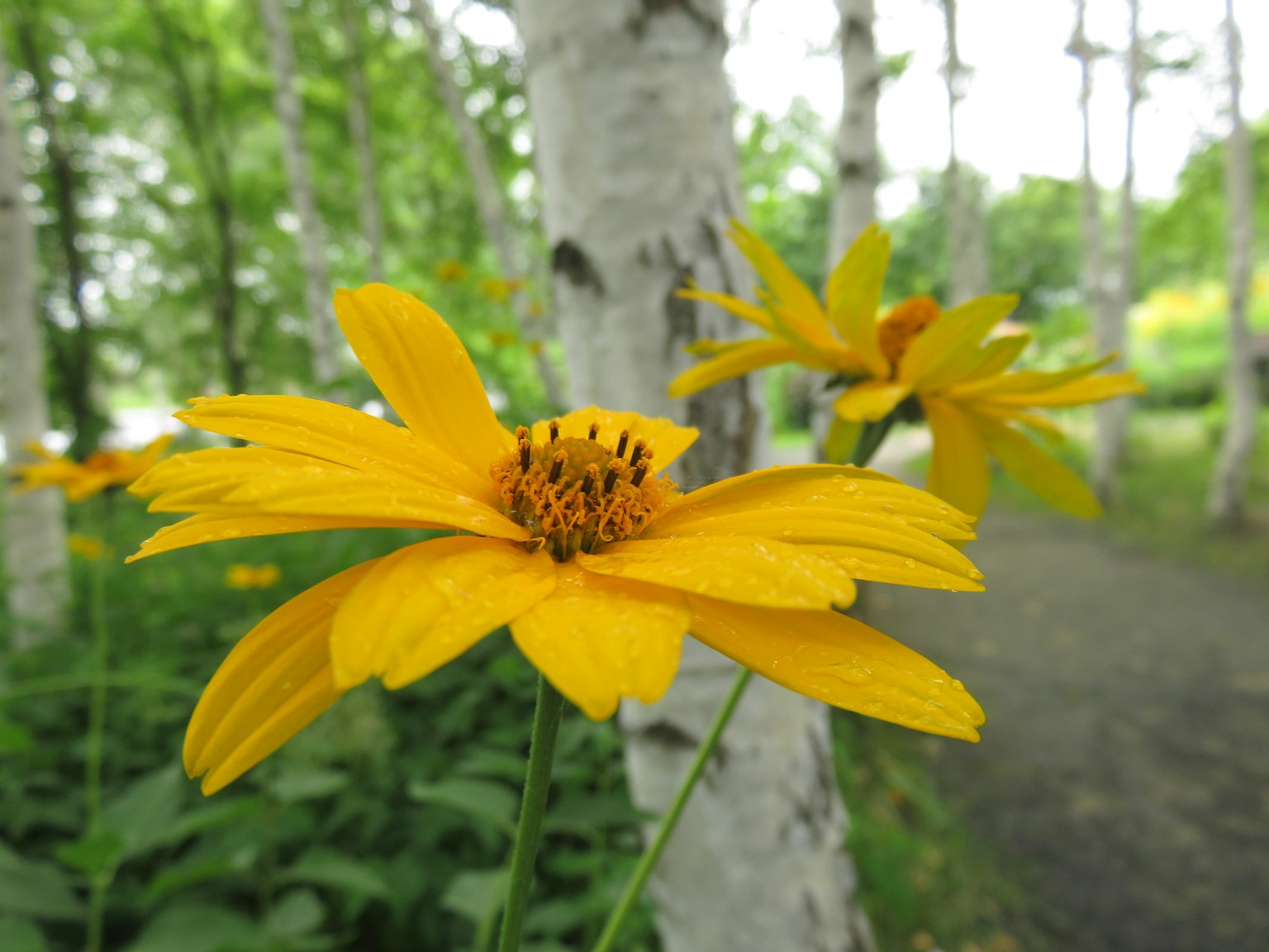 Yellow flowers blooming among white birch trees