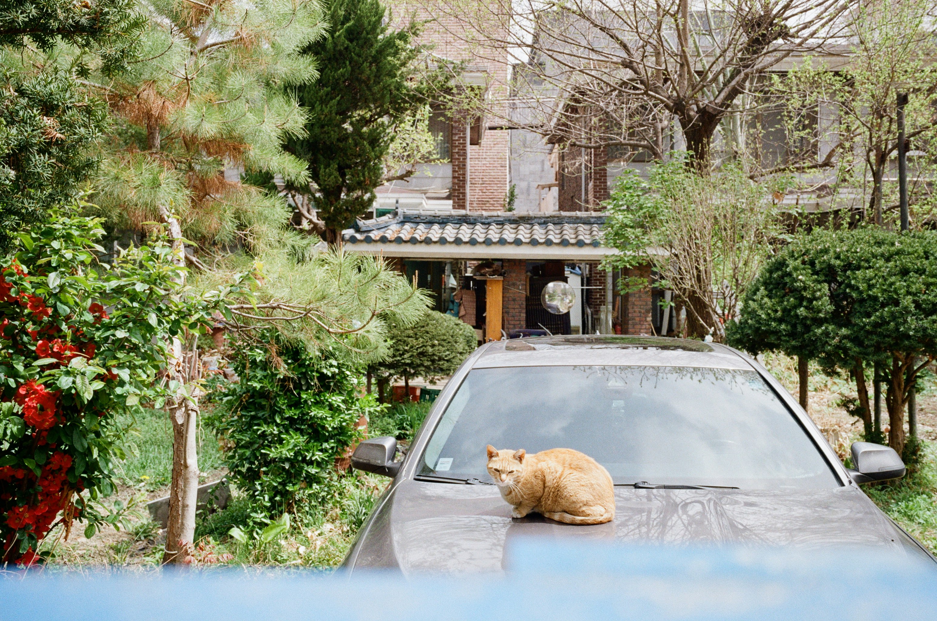 春の庭先で車のボンネットにいる猫