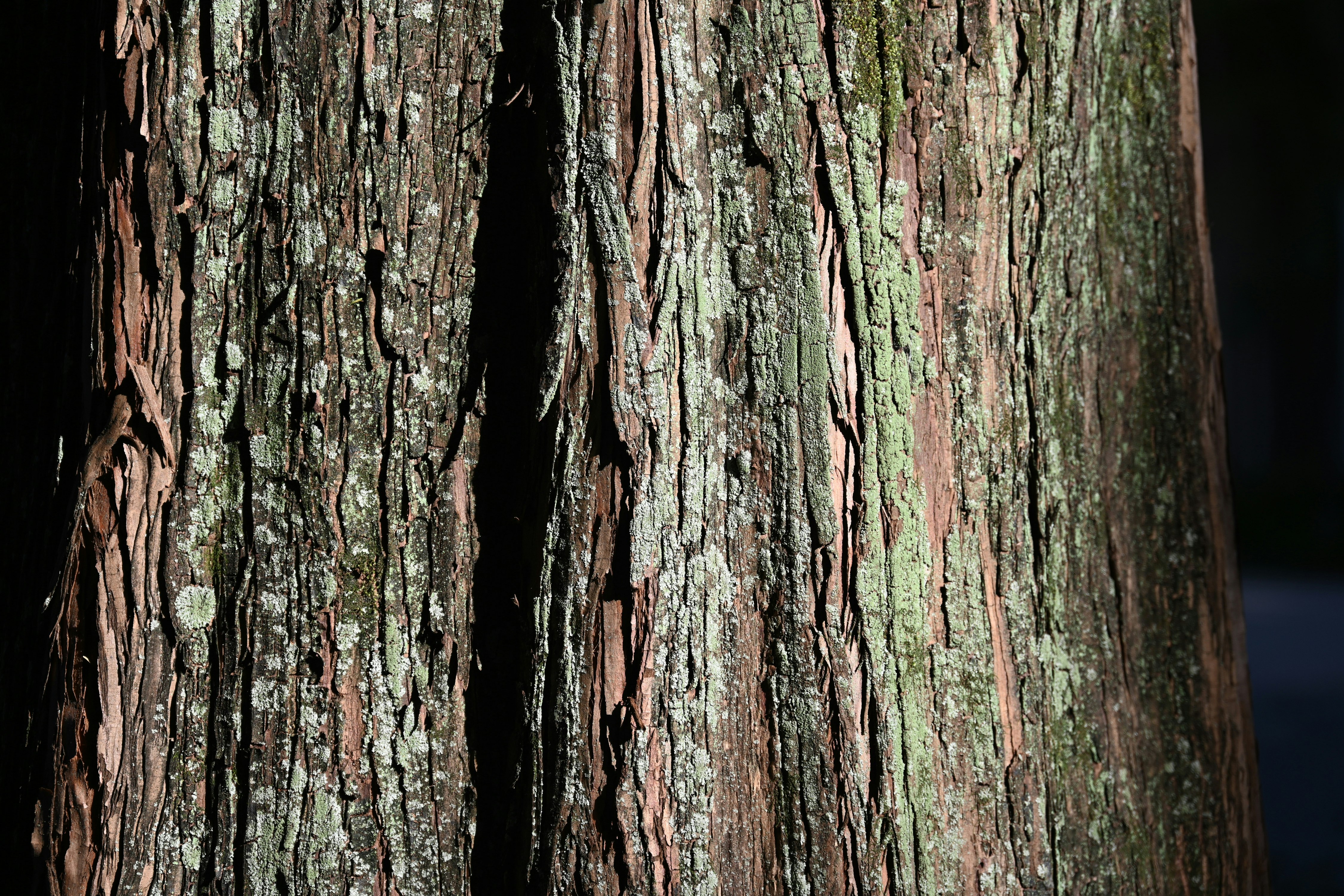 close-up of a tree trunk with detailed bark texture