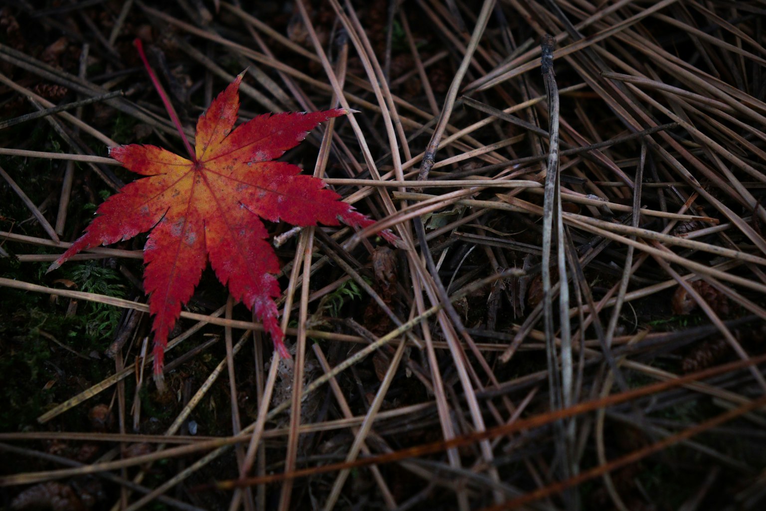 一片紅色的楓葉 resting on a bed of dry pine needles