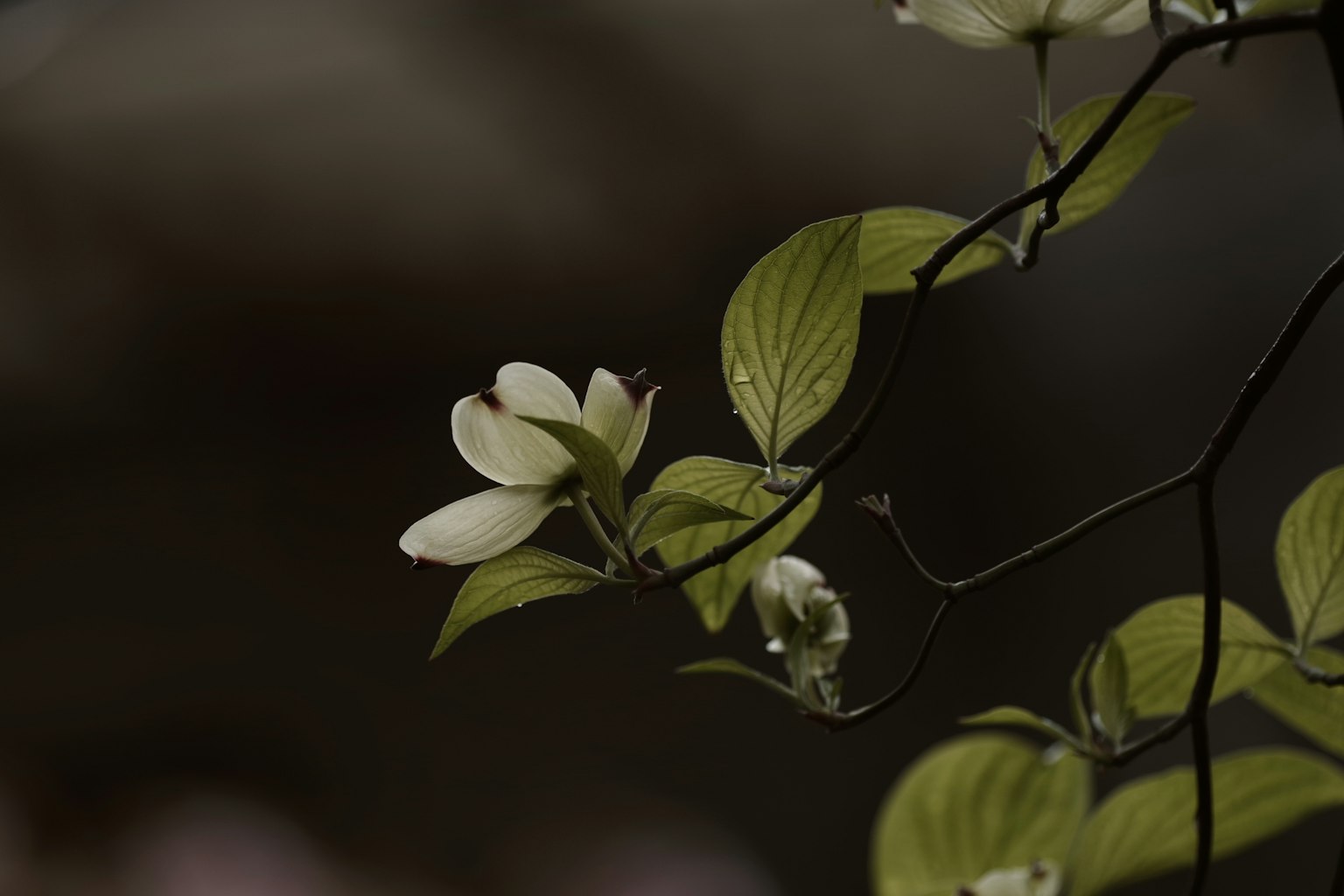 黑暗背景下的白色花朵和绿色叶子的树枝