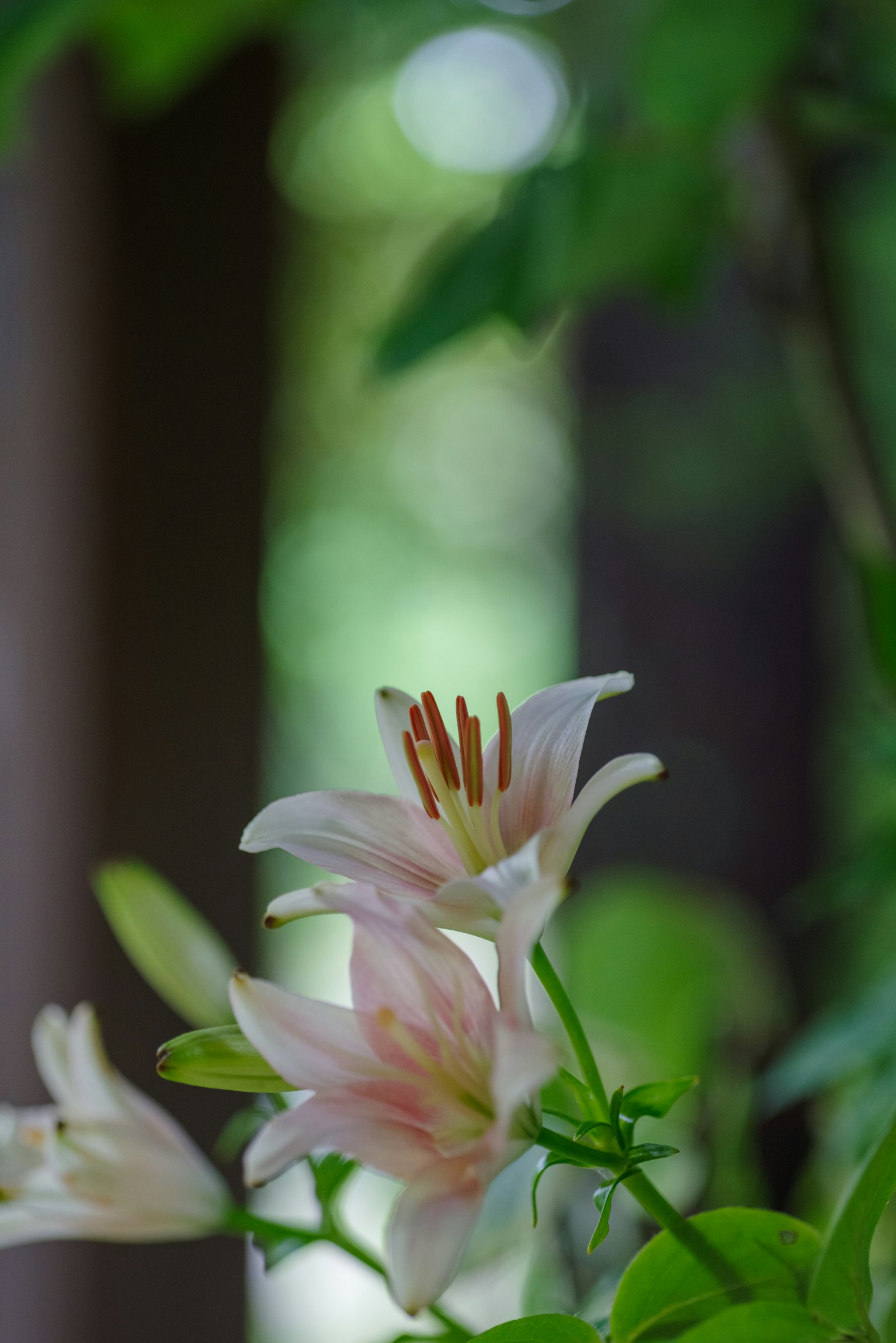 Primo piano di un fiore rosa chiaro con foglie verdi sullo sfondo