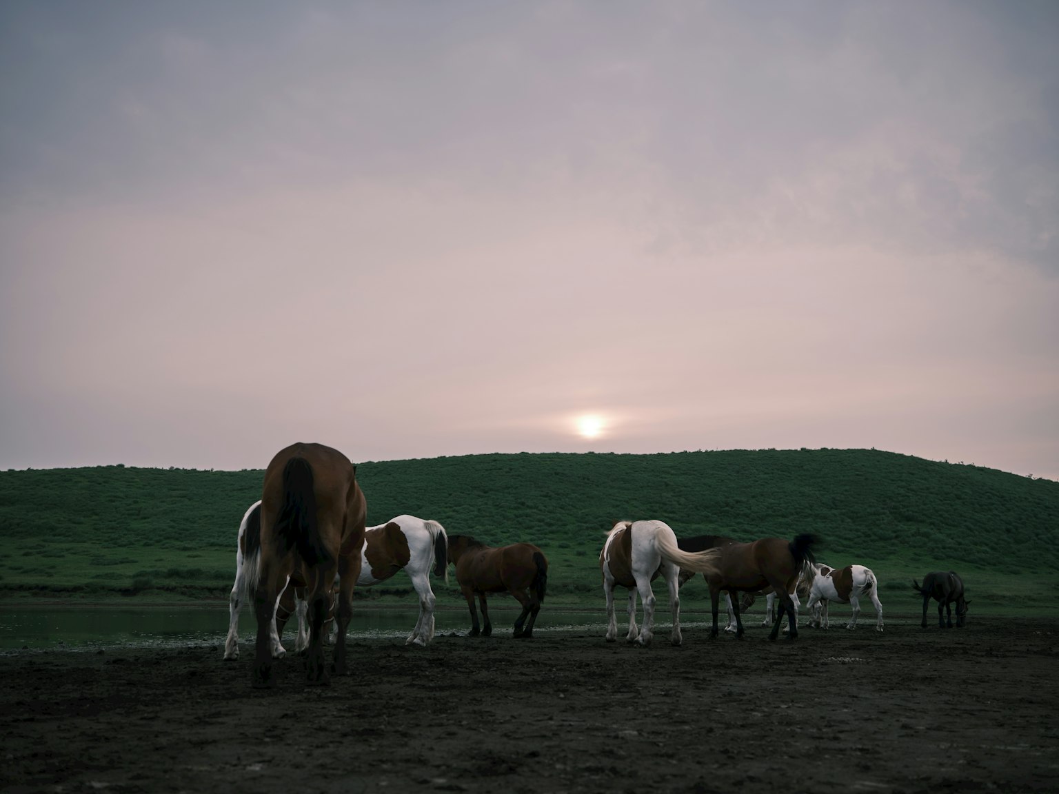 Pferde grasen auf einer grasbewachsenen Fläche mit dem Sonnenuntergang im Hintergrund