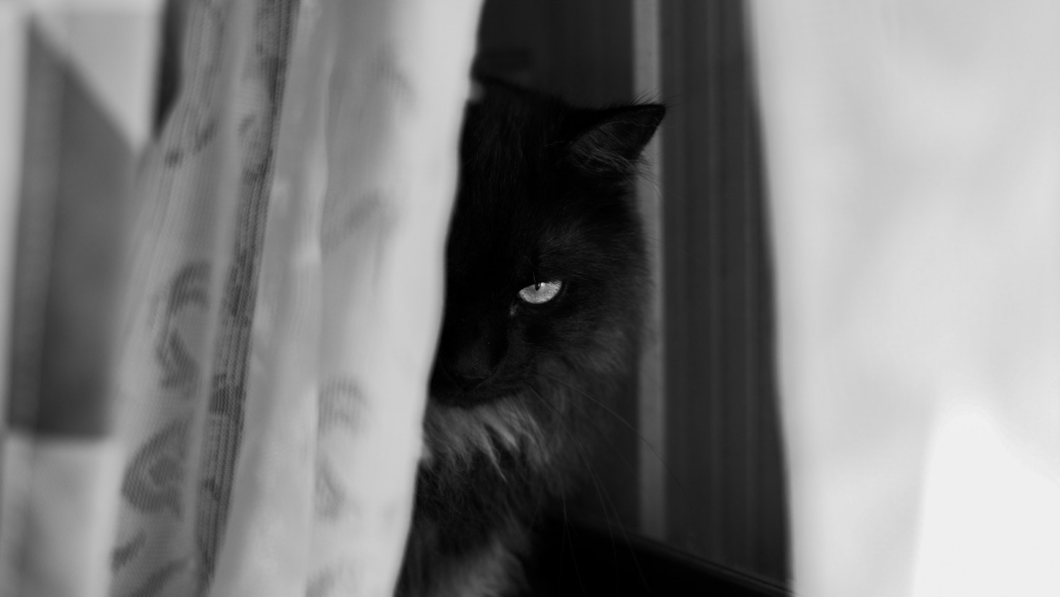 L'œil d'un chat noir qui regarde à travers un rideau