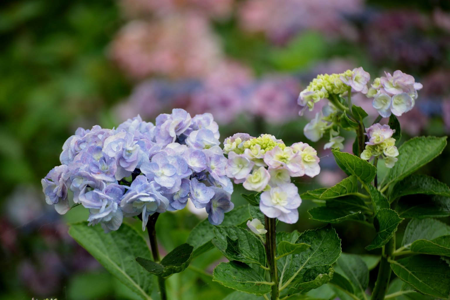 盛开的紫阳花花朵，色彩丰富