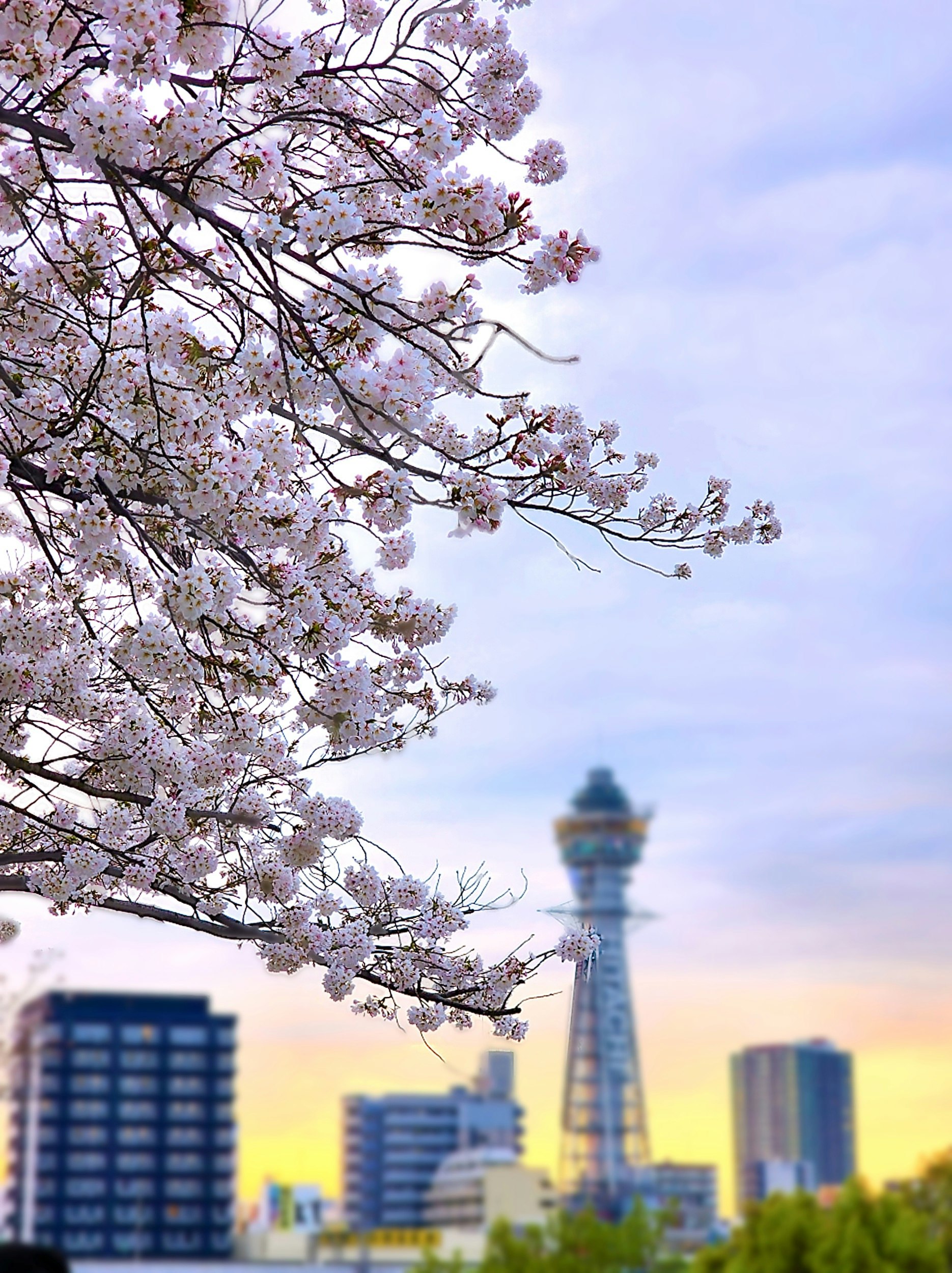 桜と通天閣を望む大阪の街並みの夕景