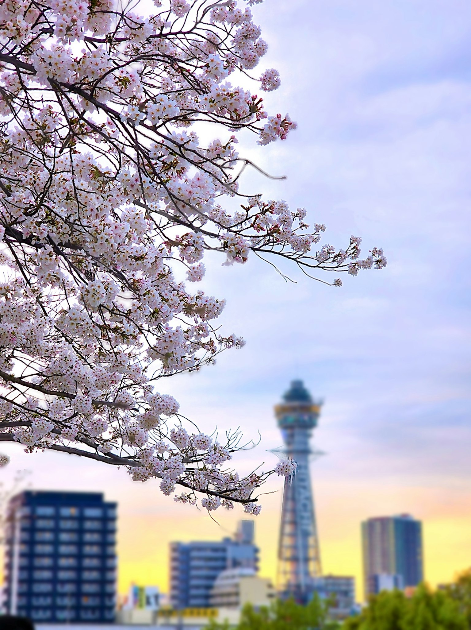 Arbre de cerisier en fleurs avec une tour en arrière-plan au coucher du soleil