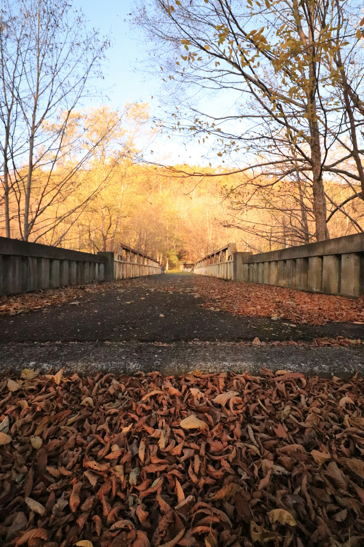 Chemin recouvert de feuilles mortes et arbres en automne