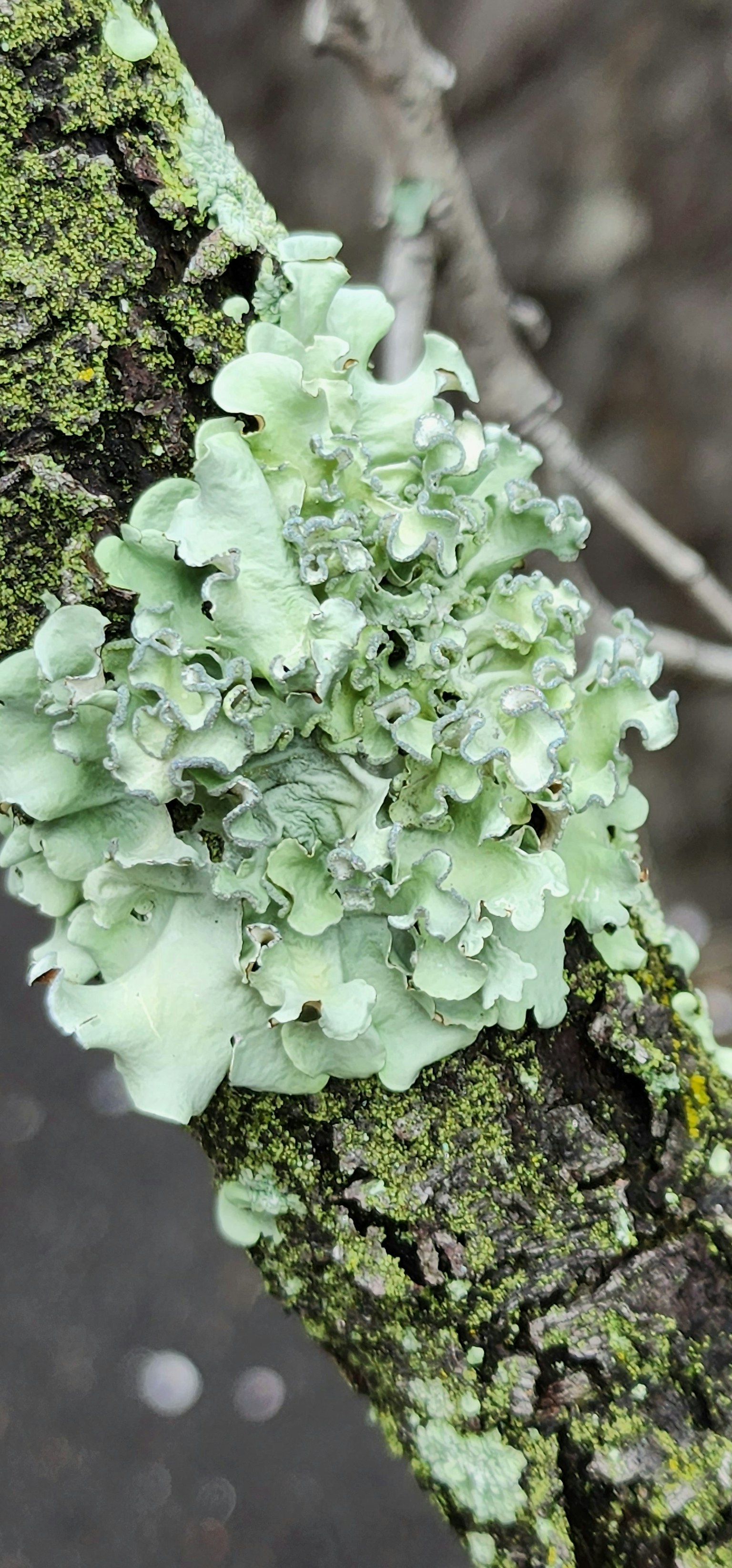 Gros plan de lichen vert sur un tronc d'arbre