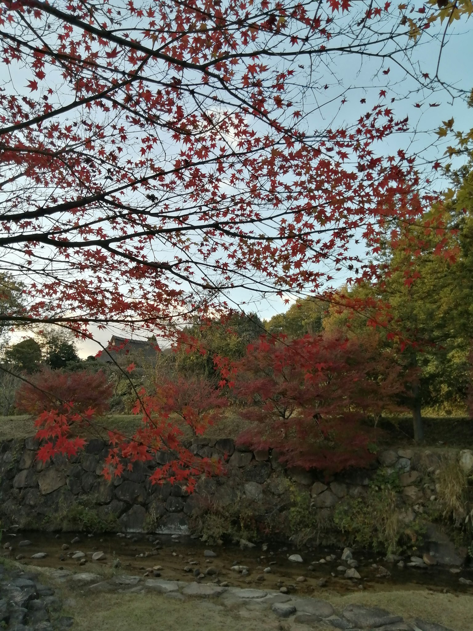 Scenic view of autumn foliage with vibrant red leaves and a tranquil river