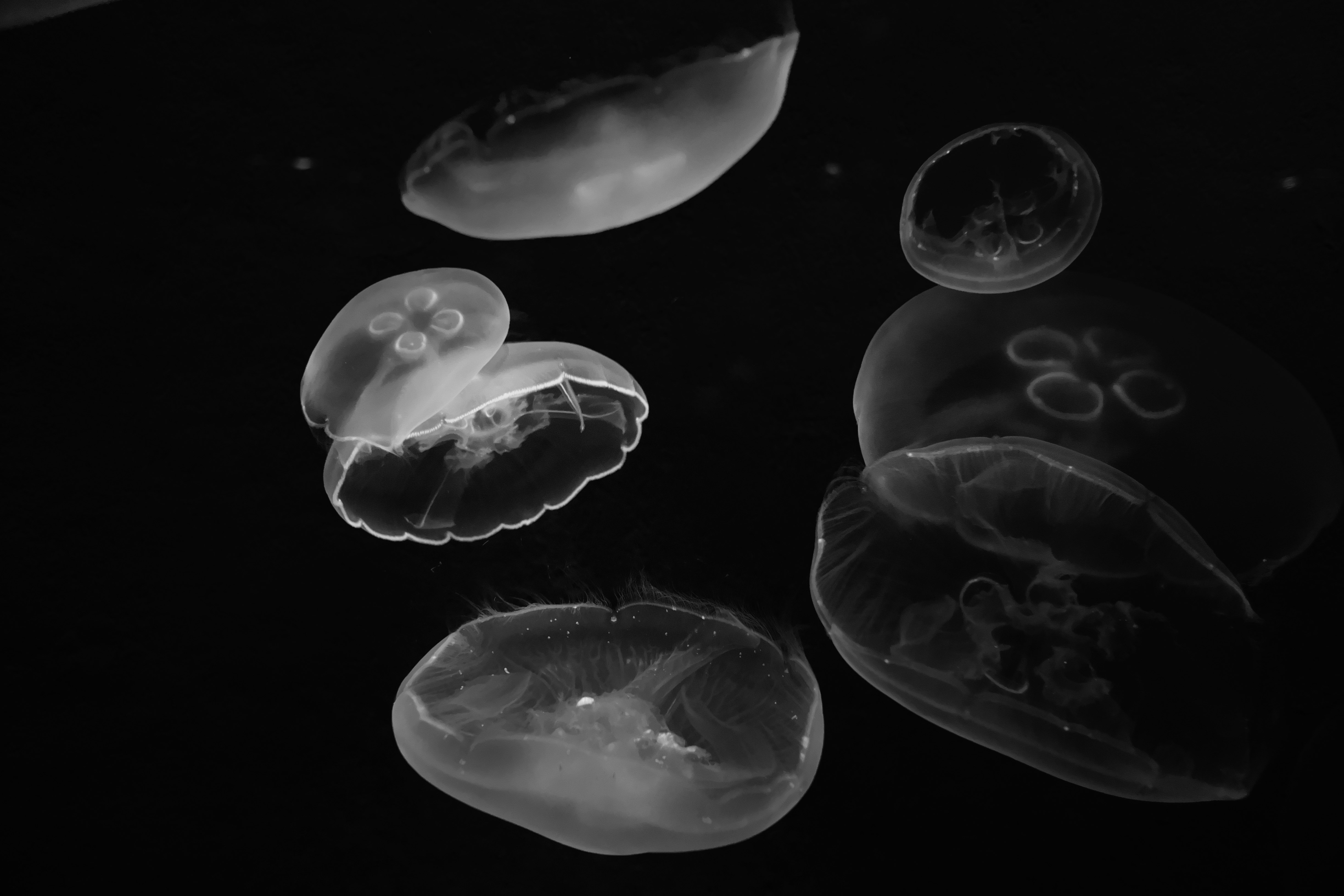 能登島のクラゲが浮かぶ水中の幻想的な光景