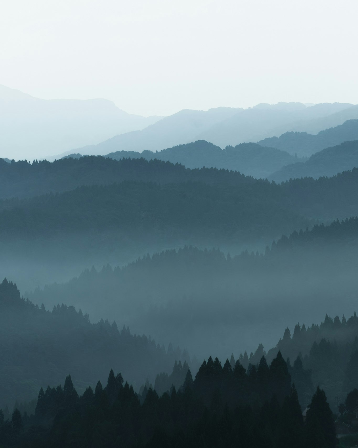 霧に包まれた山並みと針葉樹の森の風景