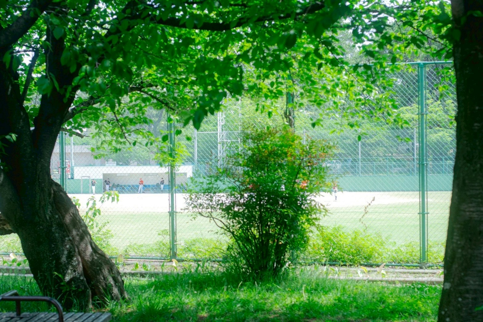 木々の間から見えるフェンスとグラウンドのある公園