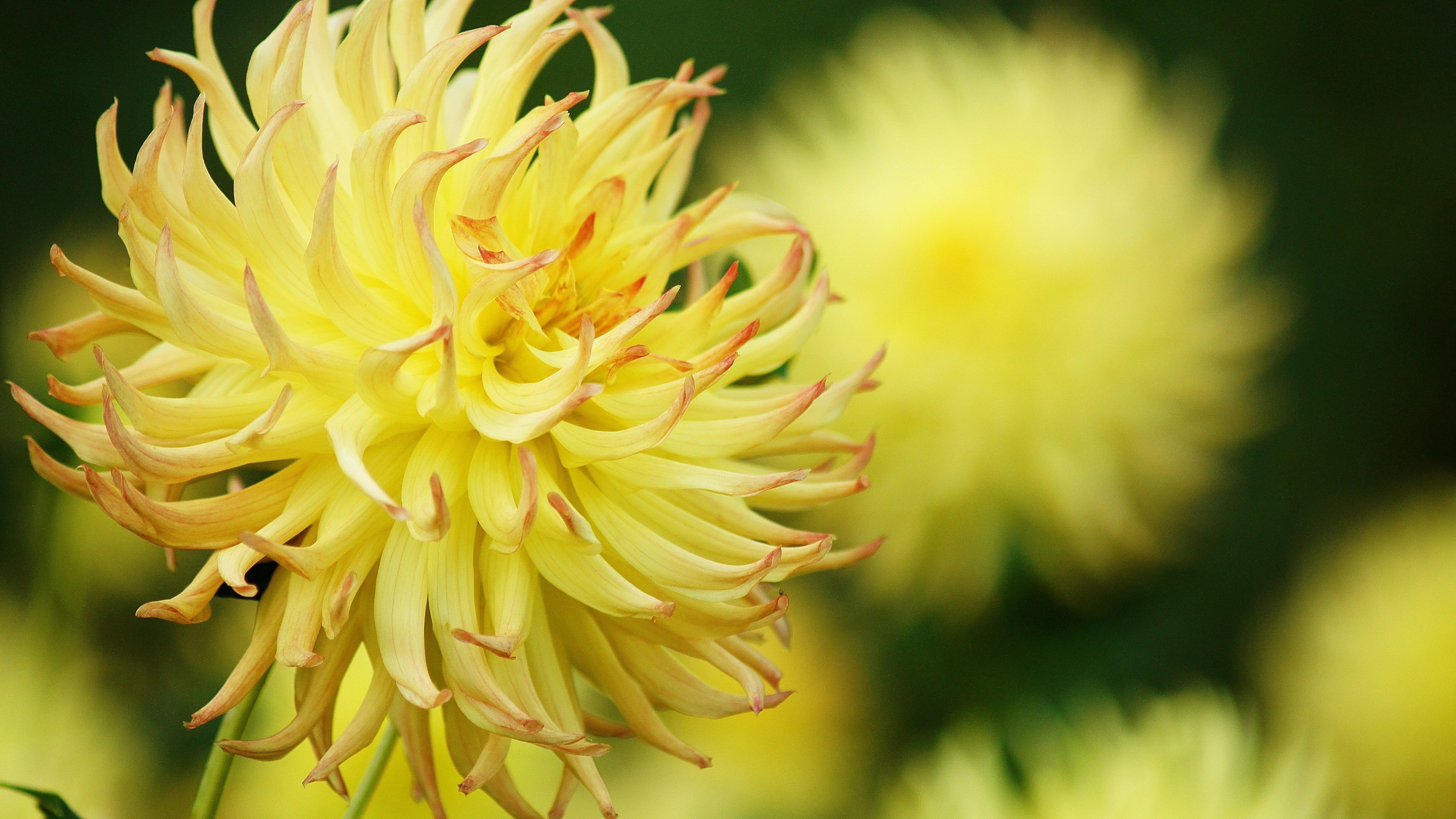 primo piano di un fiore giallo