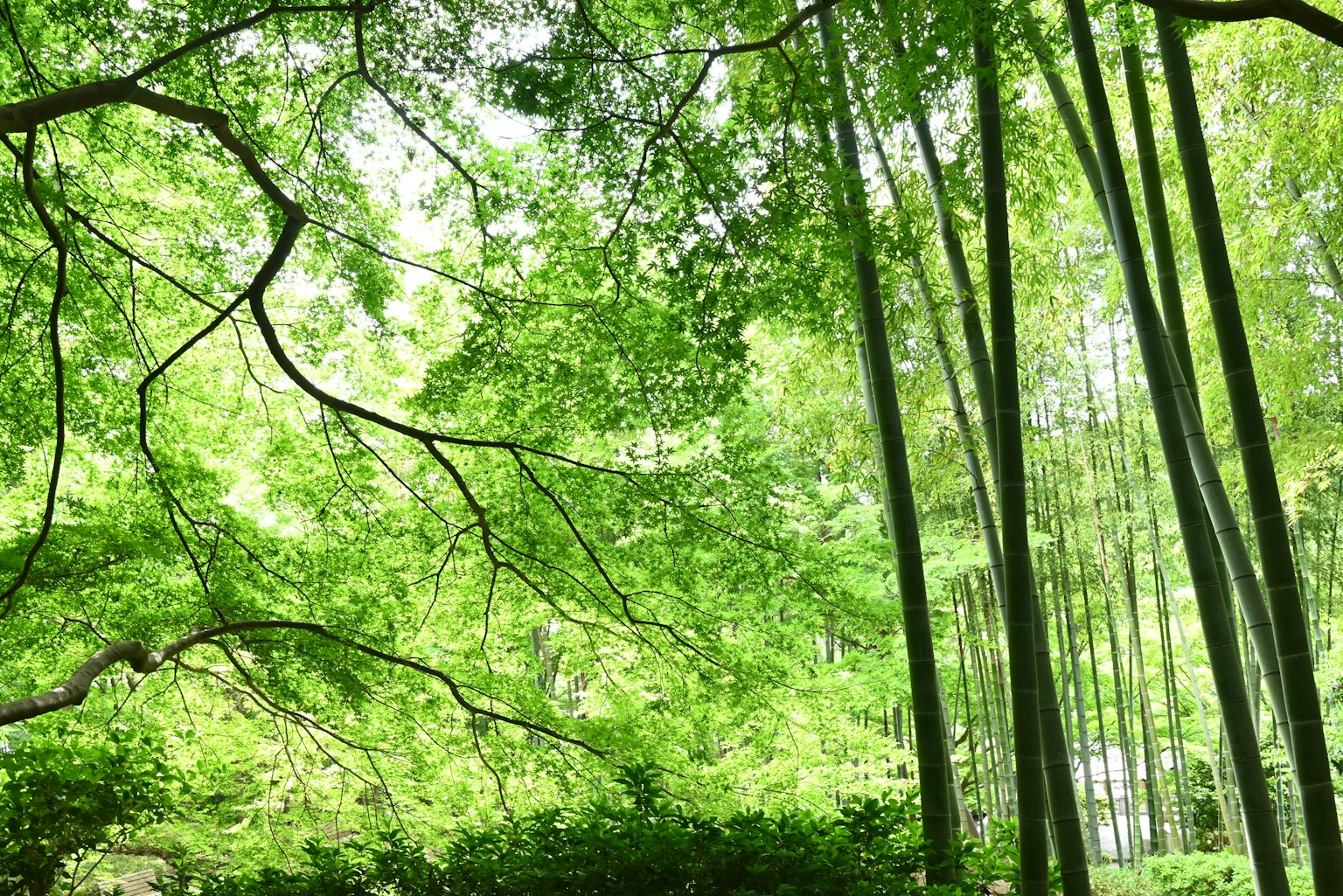 Bosque de bambú verde con árboles