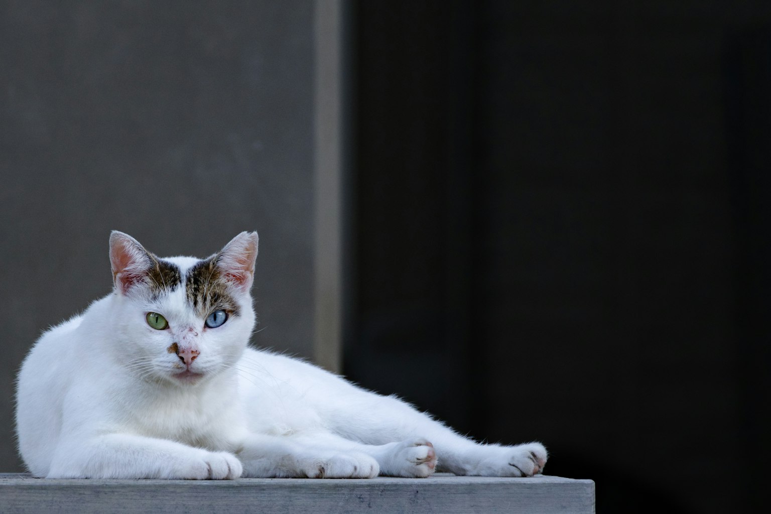 돌 위에서 쉬고 있는 흰 고양이