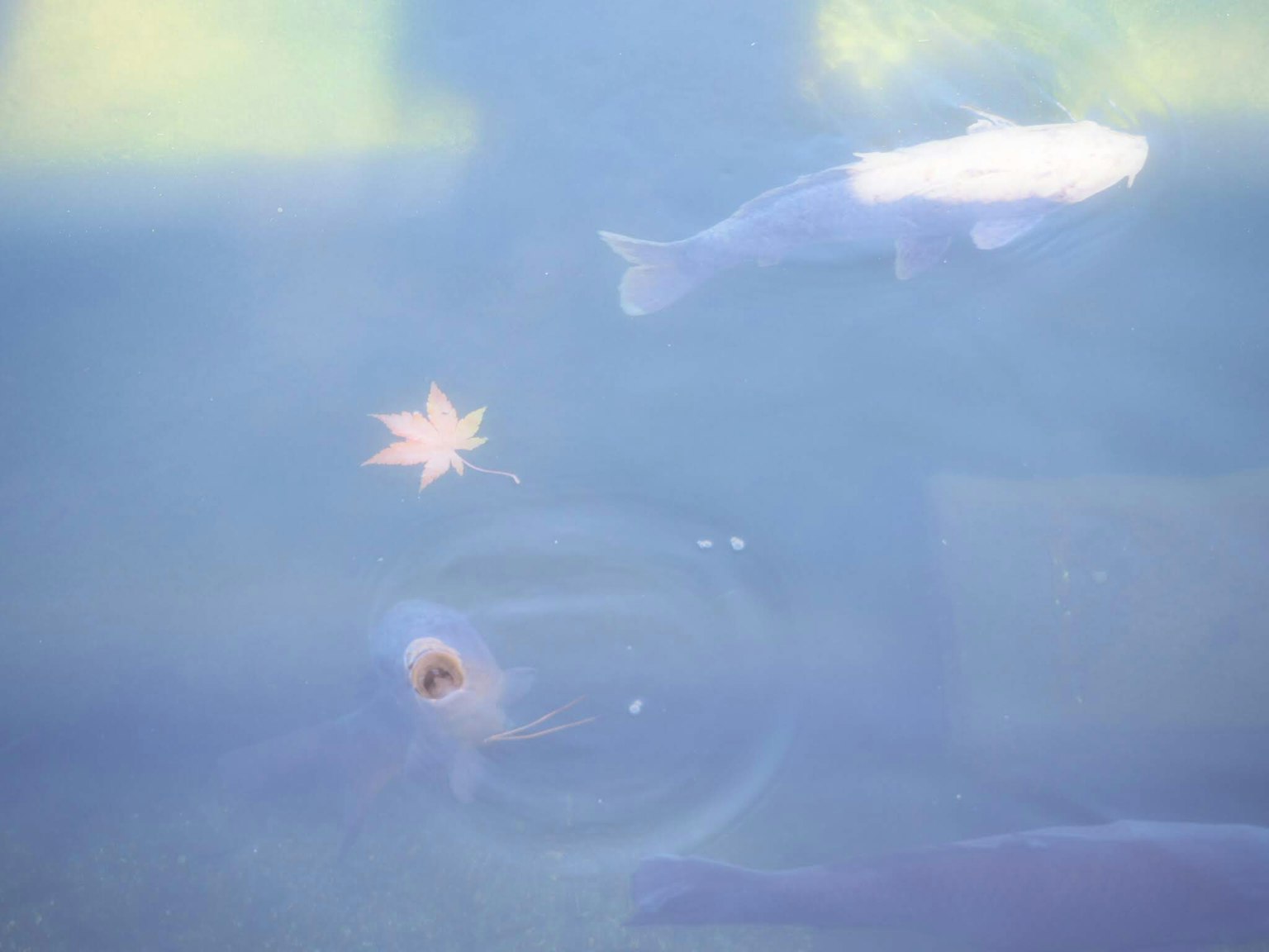 A serene underwater scene featuring colorful autumn leaves and fish swimming