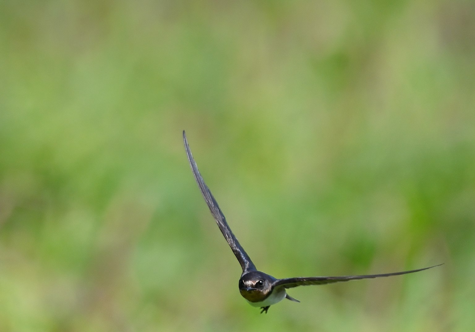 Nahaufnahme eines fliegenden schwarzen Vogels mit verschwommenem grünem Hintergrund