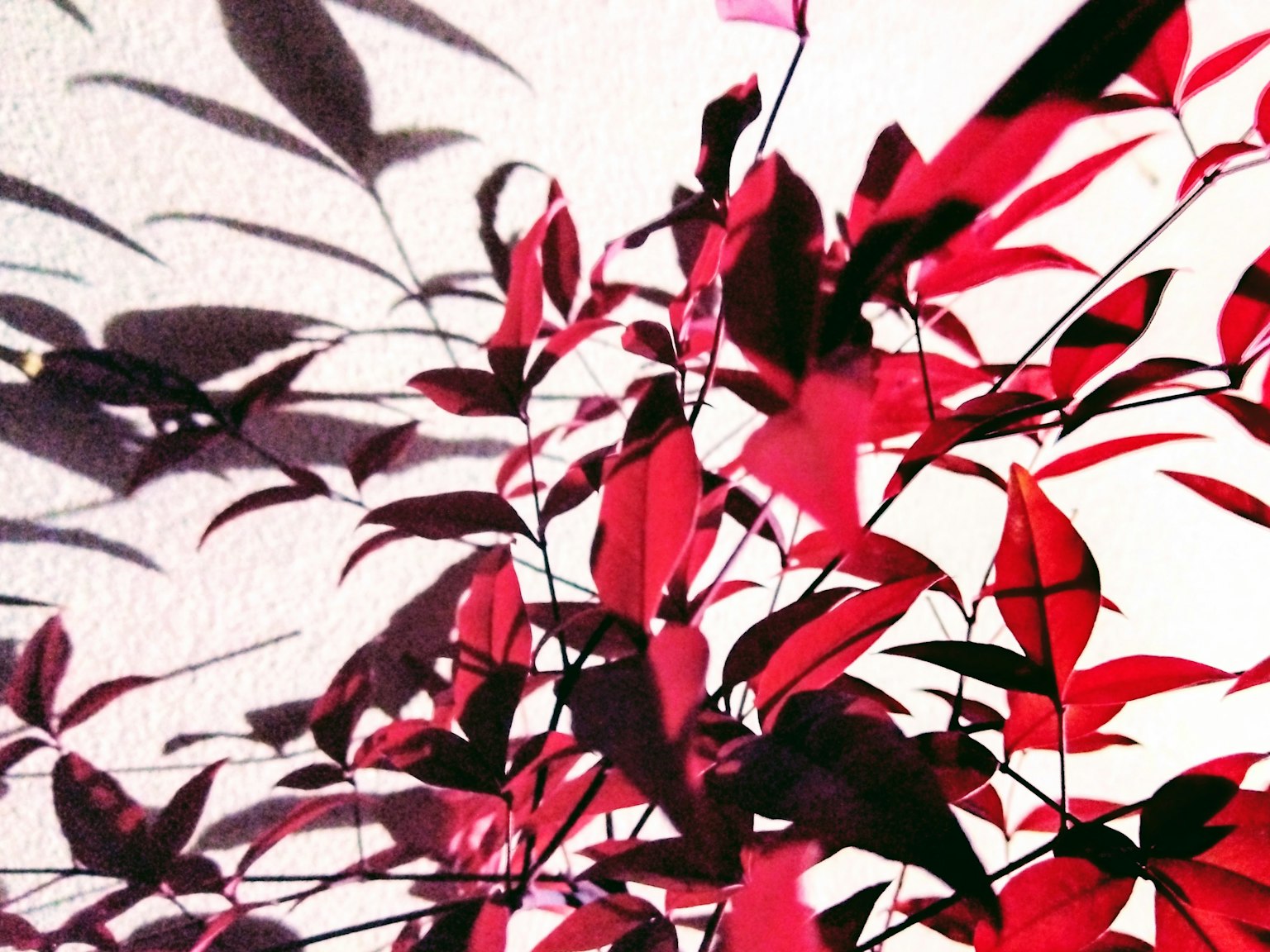 Collage schöner roter Blätter und sich kreuzender Schatten