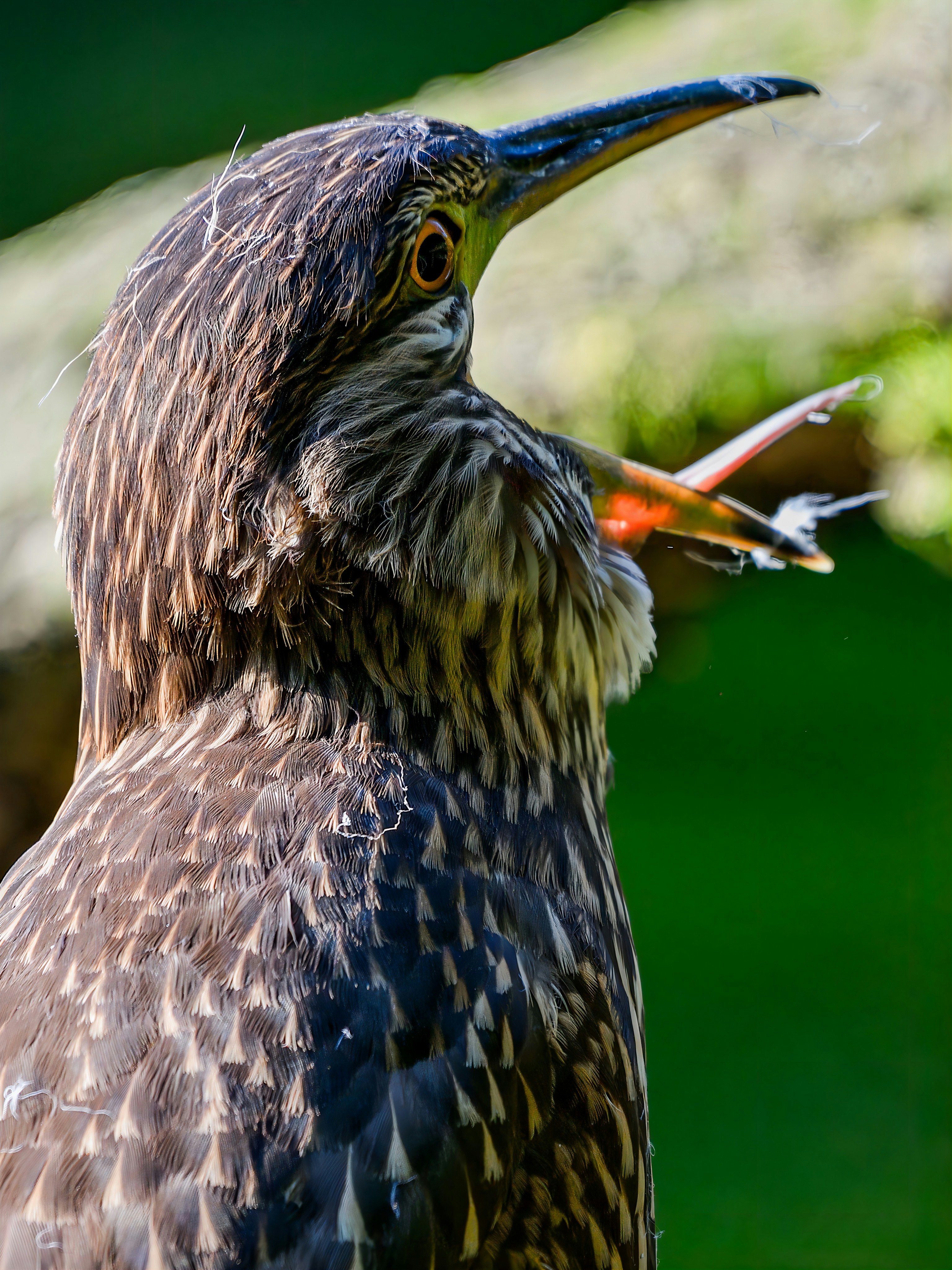 羽を逆立てた鳥のアップ