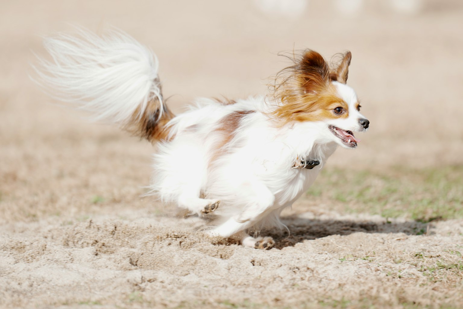 A white and brown Chihuahua running on grass