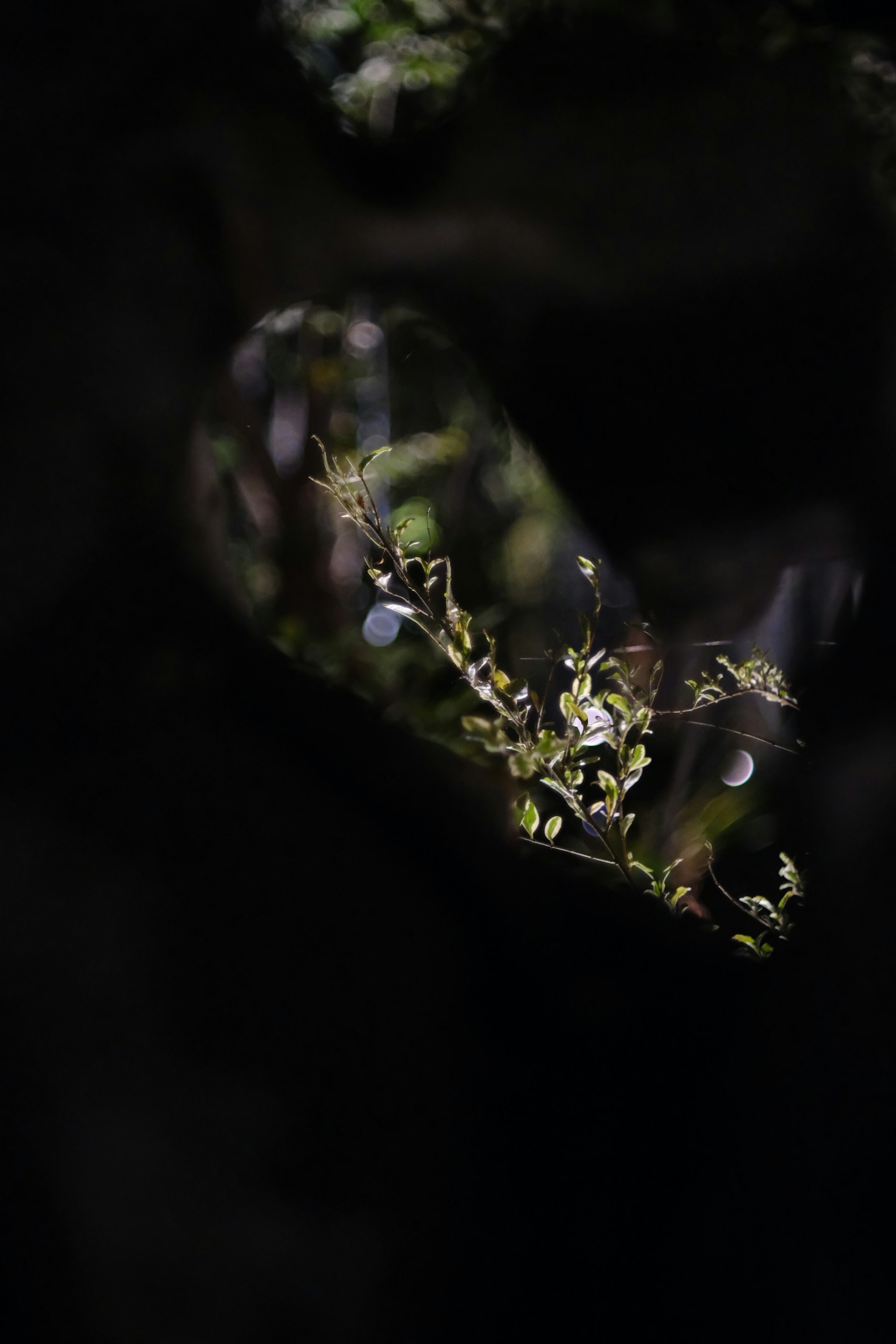 黑暗背景下绿色叶子和小白花的特写