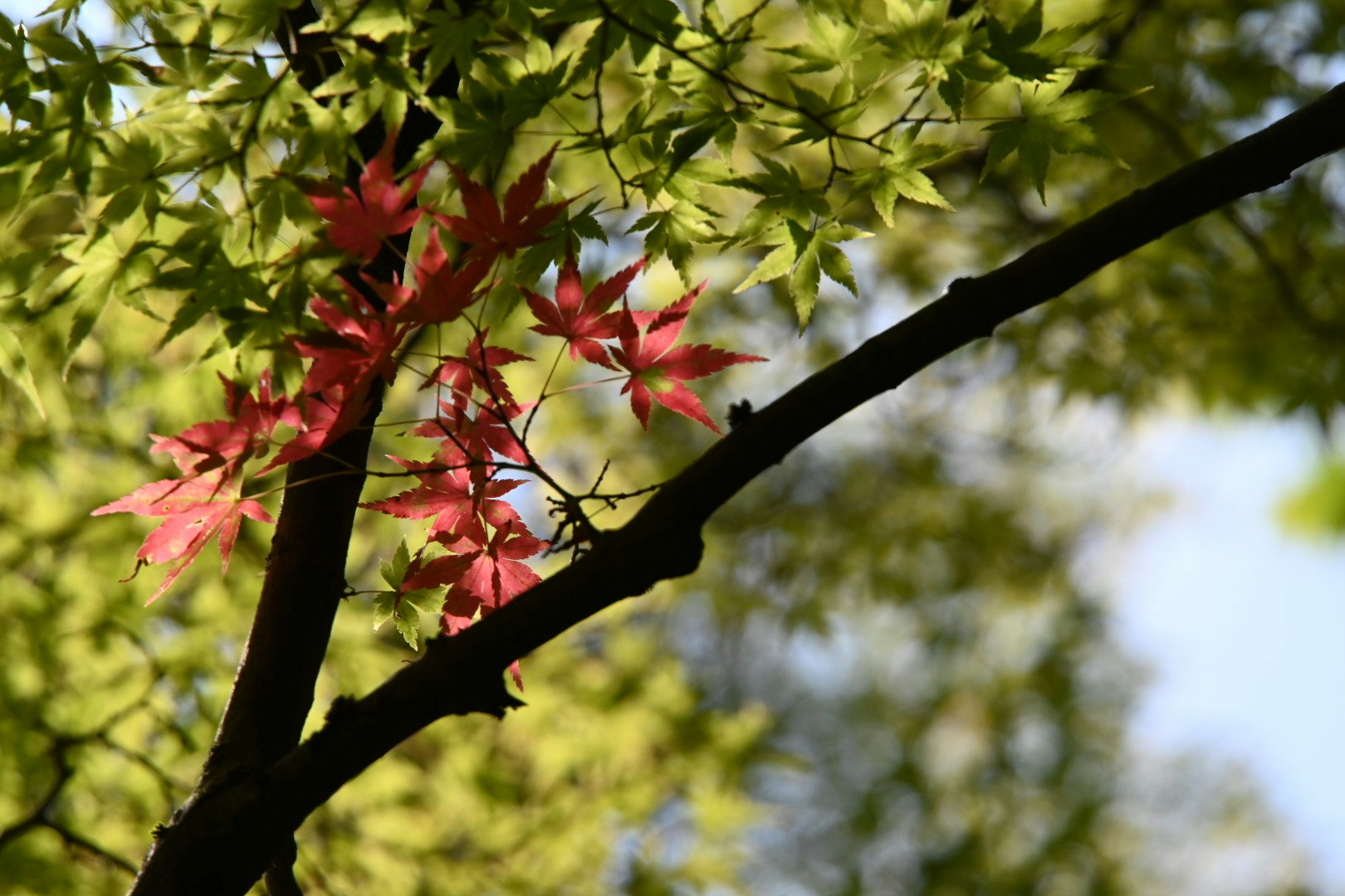 木の枝に咲く紅葉と新緑の葉
