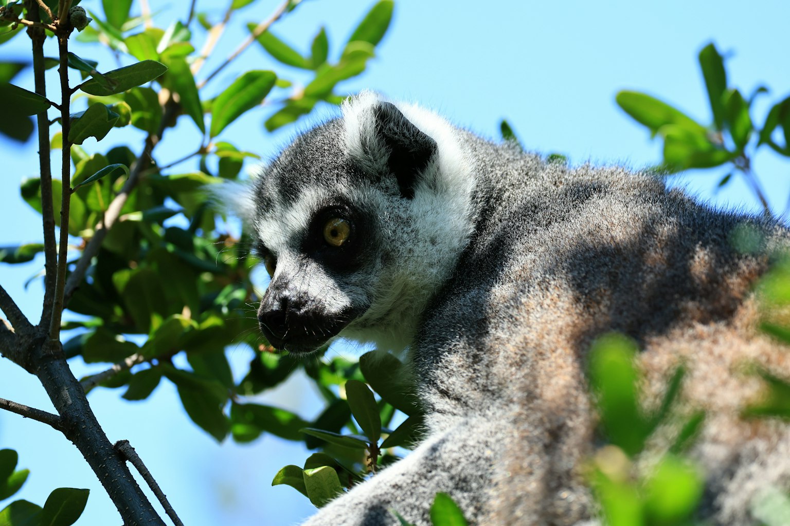 Primo piano di un lemure del Madagascar appollaiato su un albero