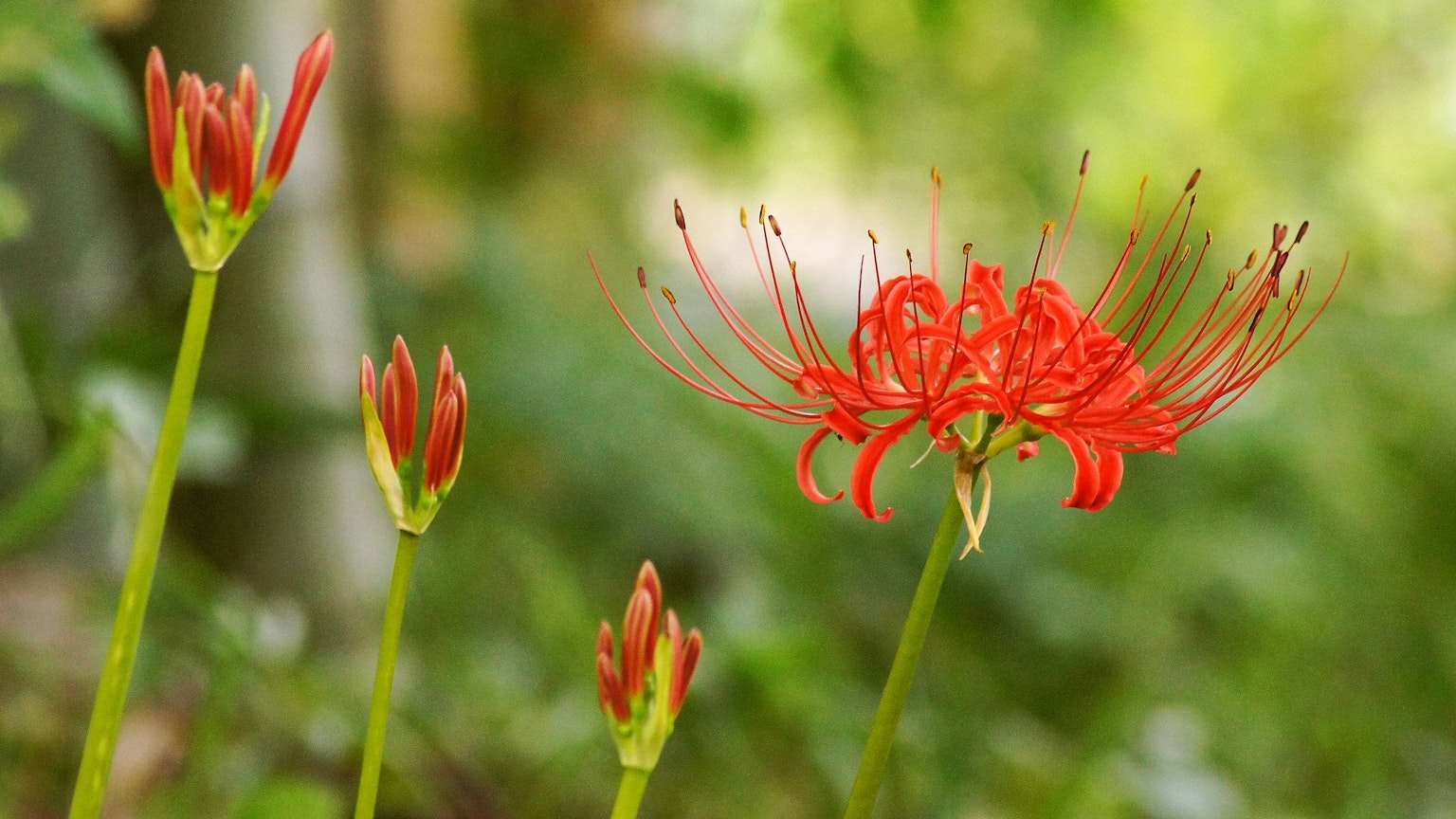 花園中盛開的紅色蜘蛛百合