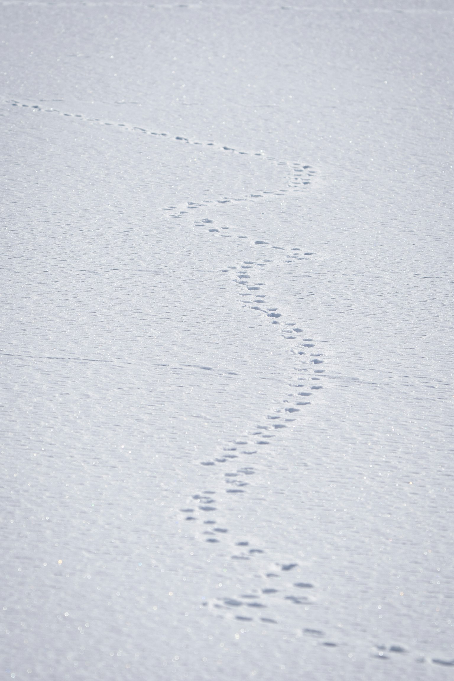 Orme sinuosi sulla neve