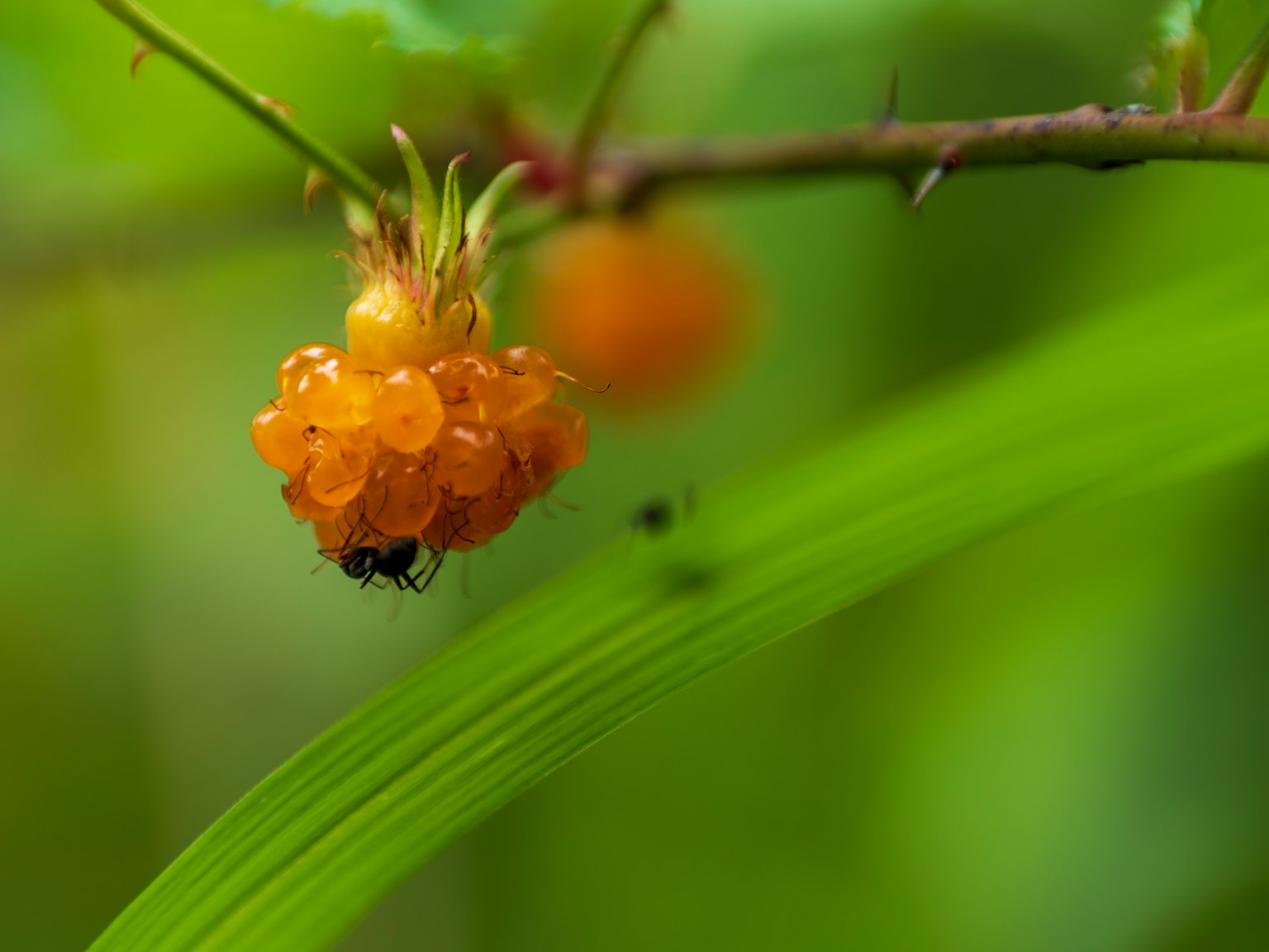 Close-up of orange fruit on a branch with green leaves