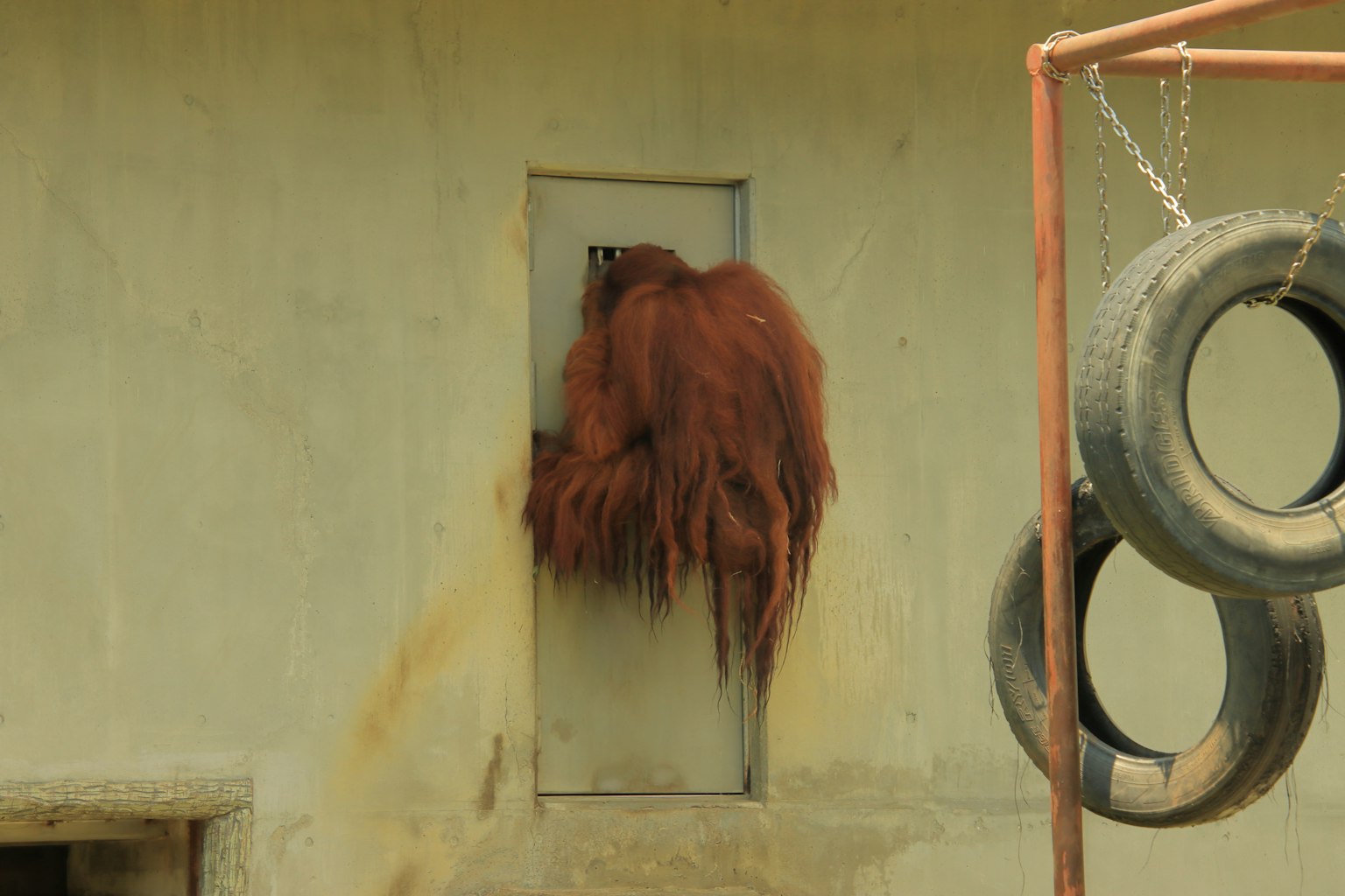 Seekor orangutan mengintip dari lubang di dinding