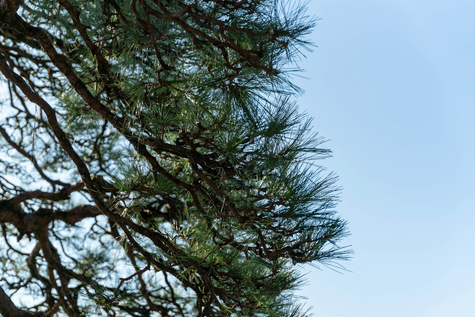 Cabang dan daun pohon pinus di bawah langit biru