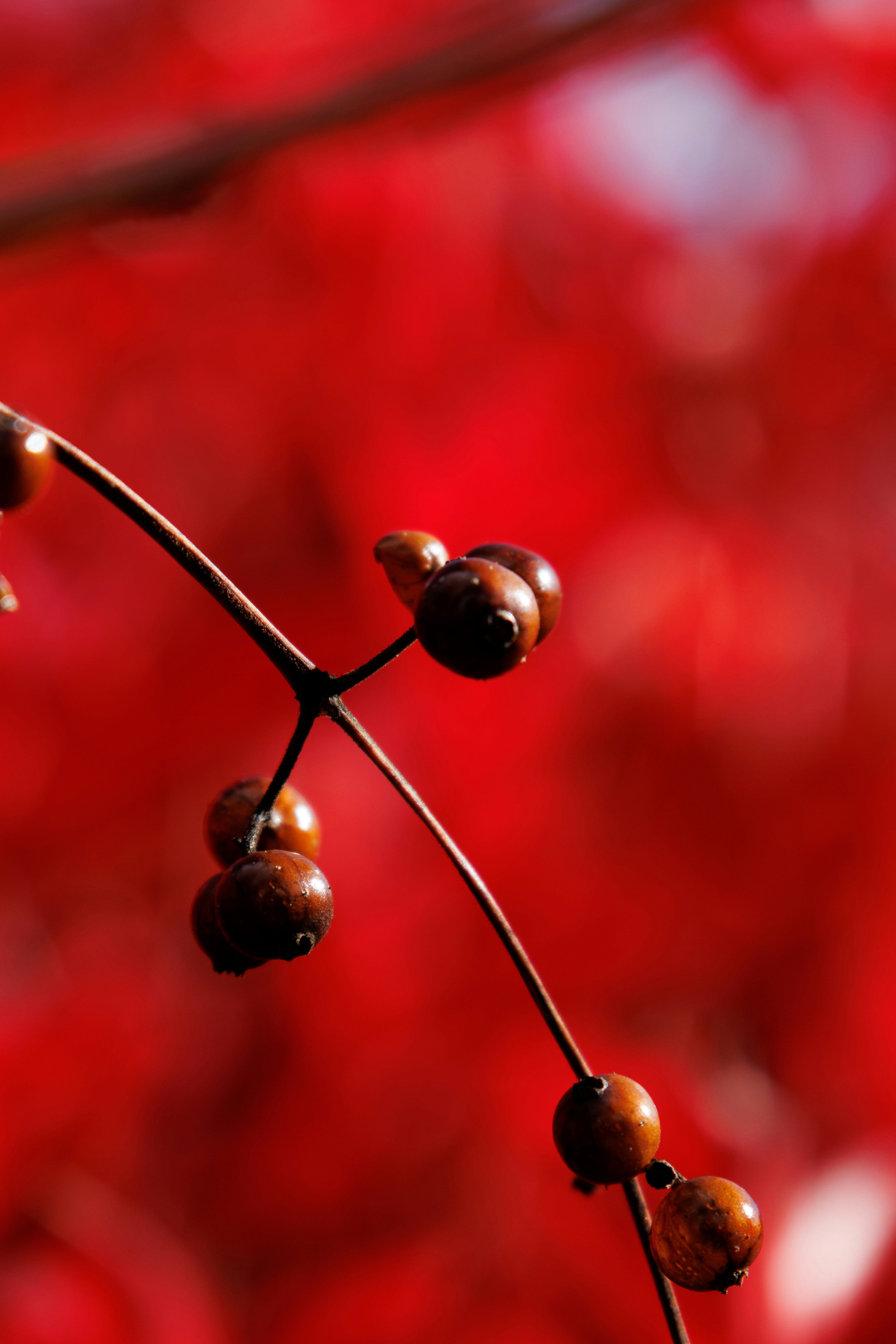 gambar makro cabang dengan buah beri merah