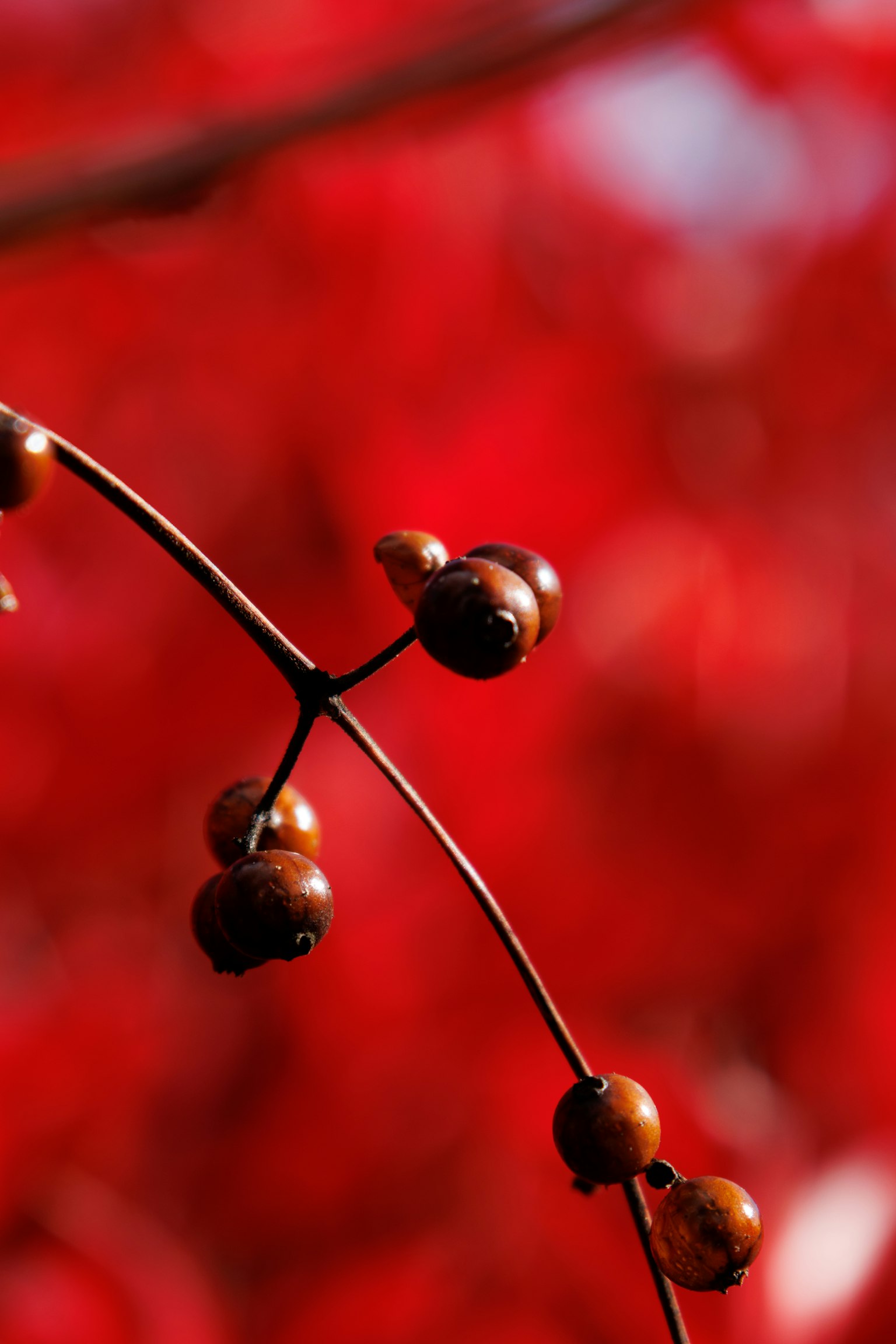 赤い背景に焦点を当てた植物の枝と実