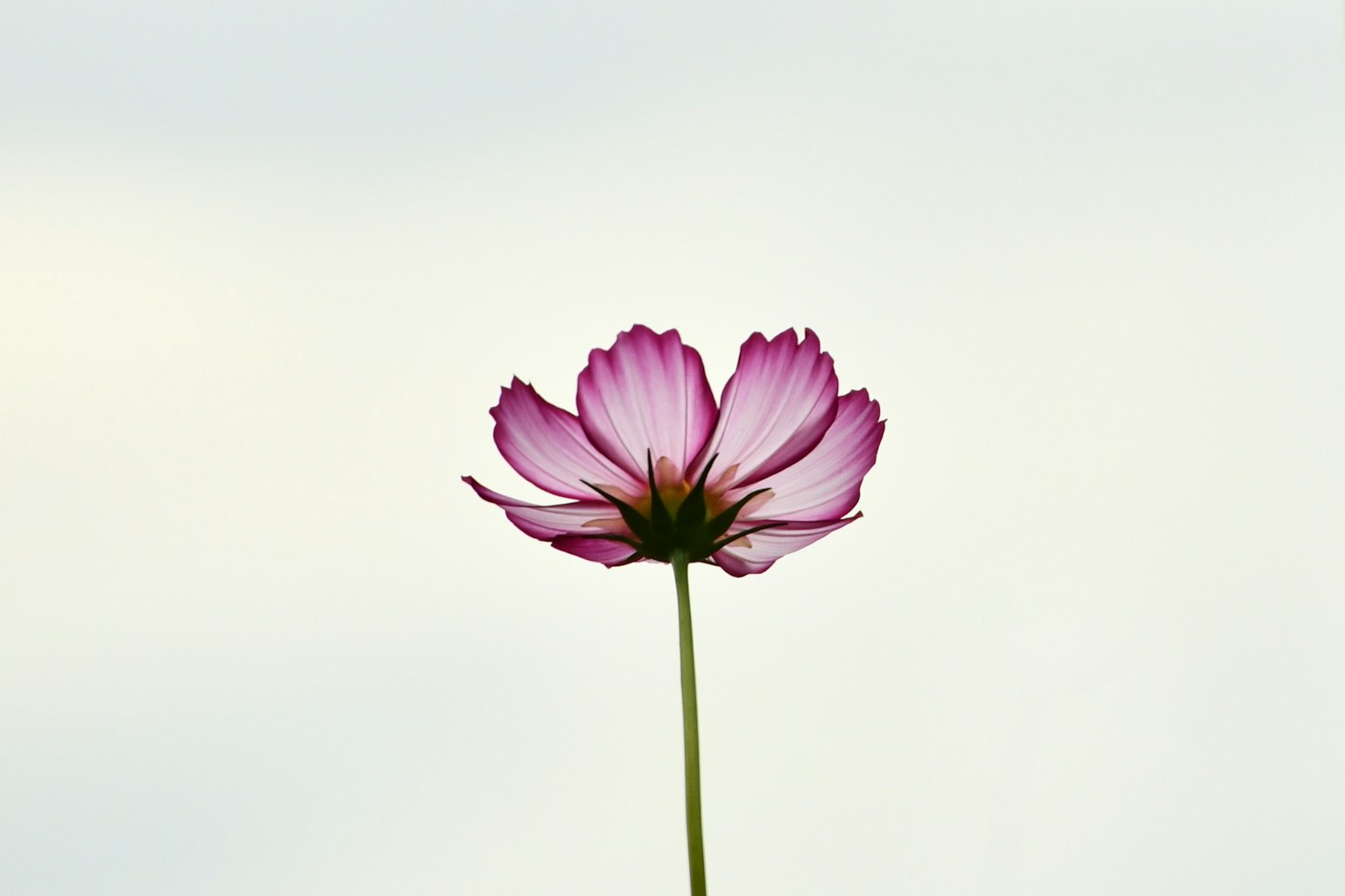 Eine zarte rosa Blume blüht vor einem hellen Himmel