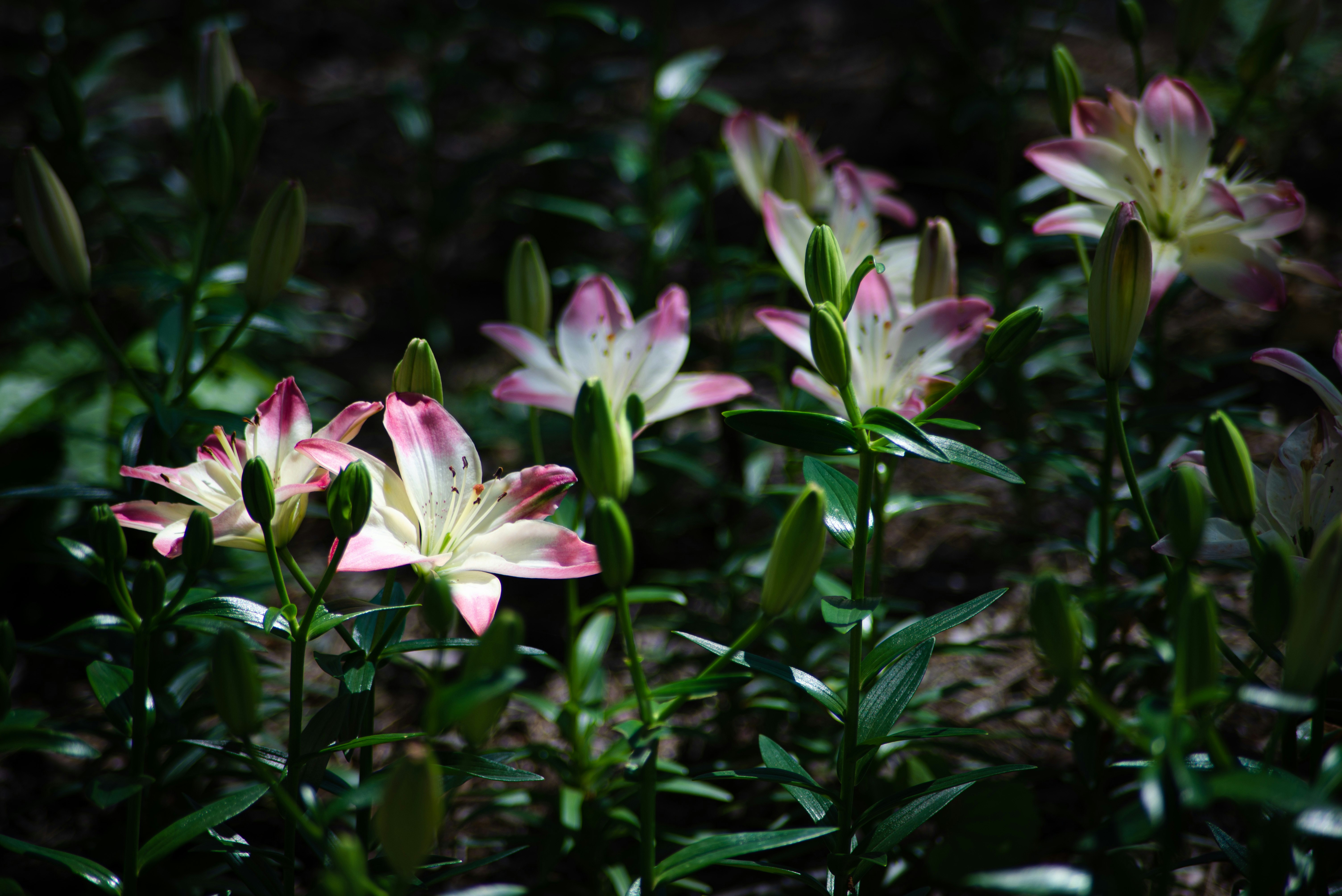 百合の花が咲く薄暗い庭の草むら