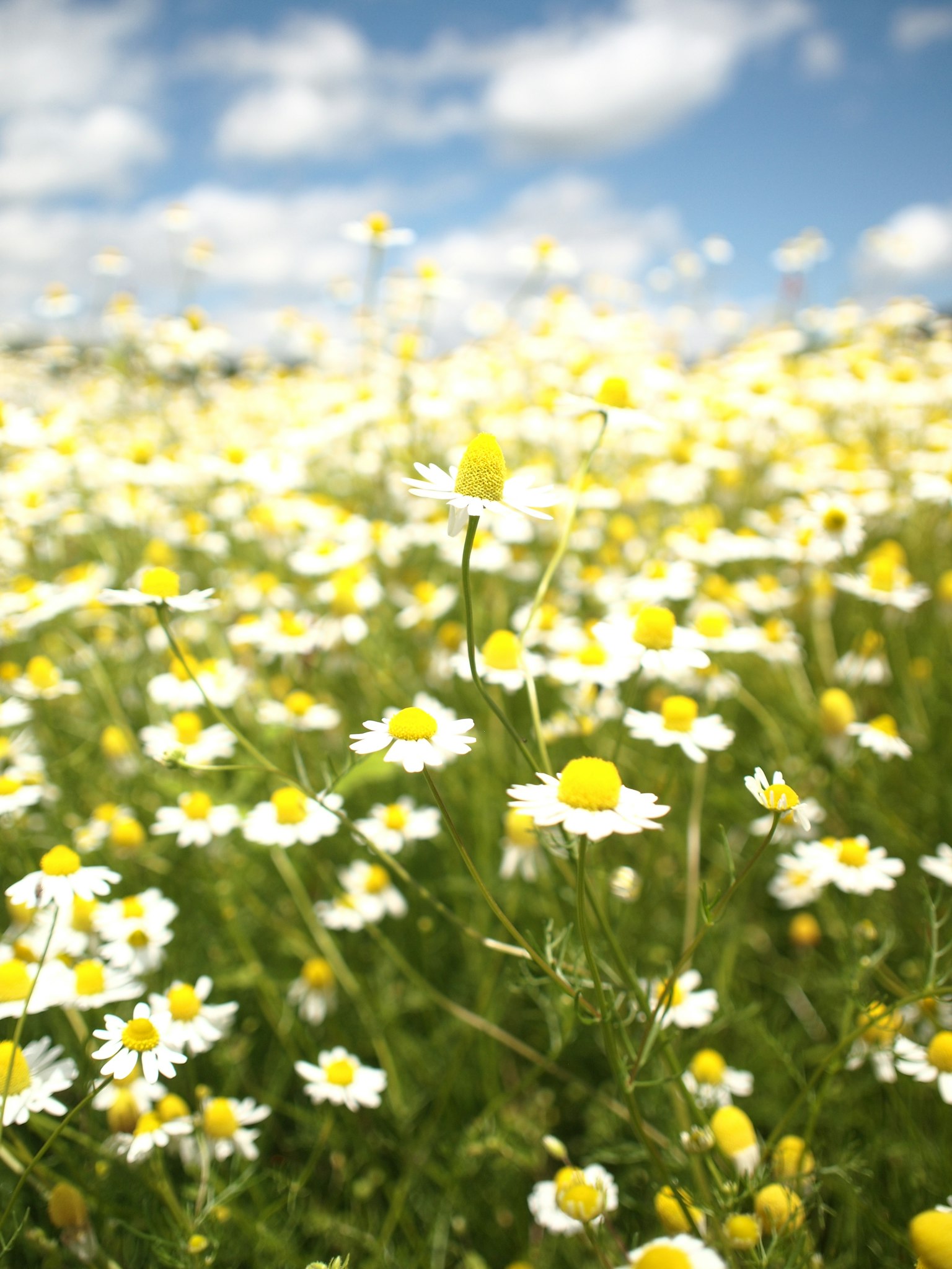 A field of white flowers with yellow centers under a blue sky