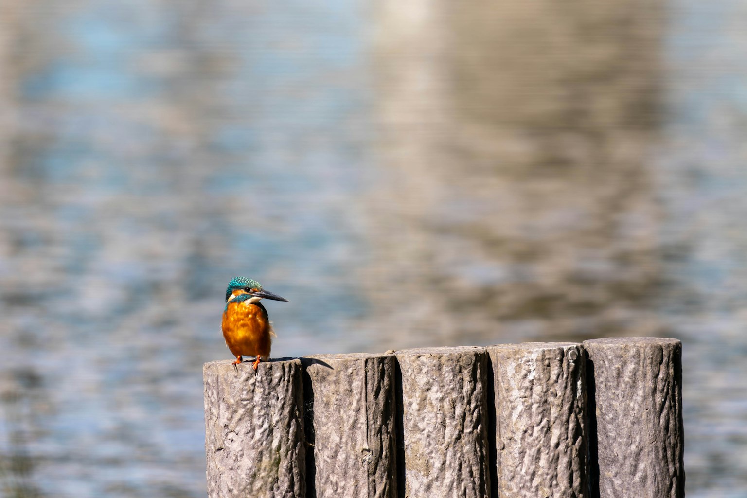Burung kingfisher yang cerah bertengger di tiang kayu di tepi air