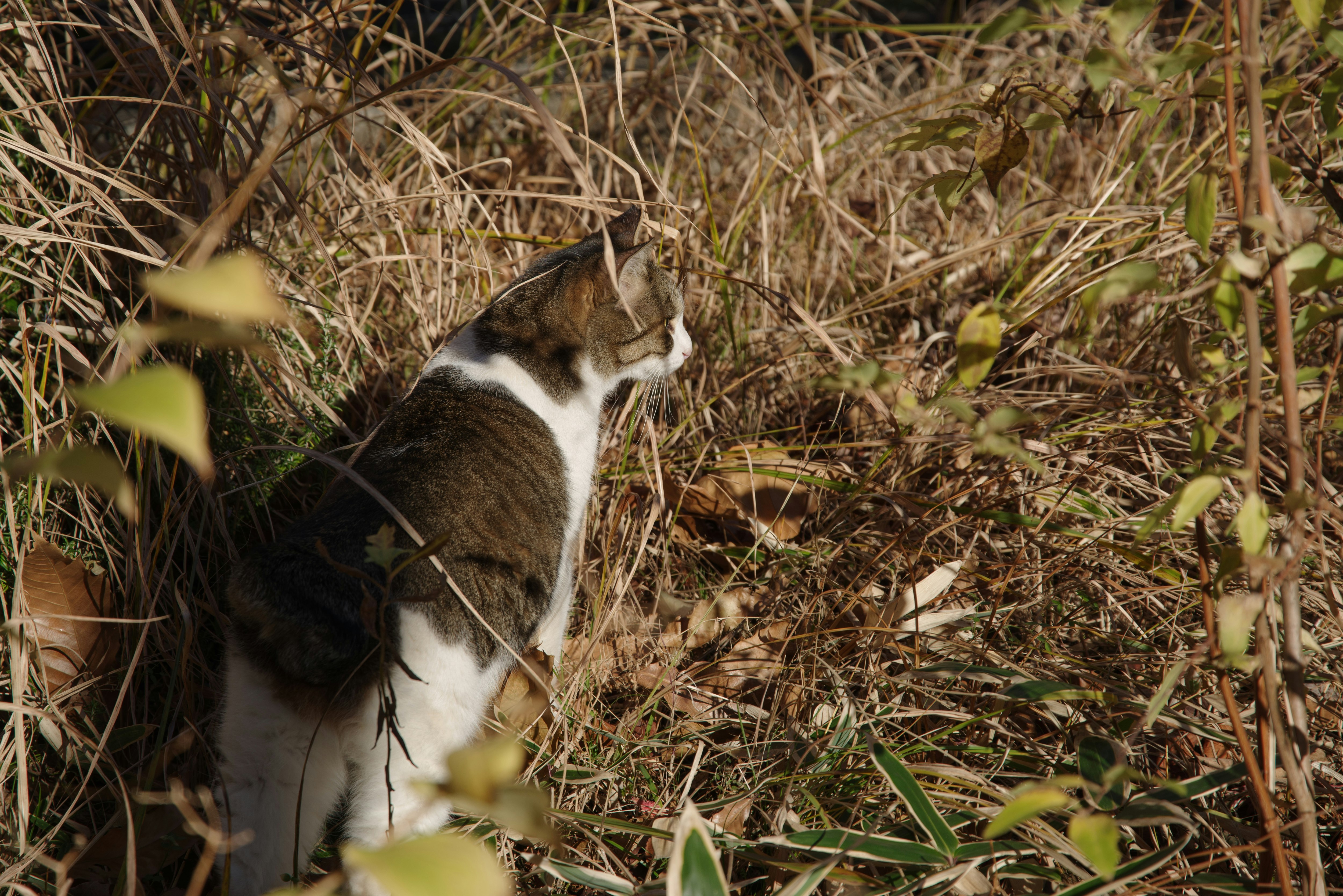 raccoon-like animal resting in tall grass