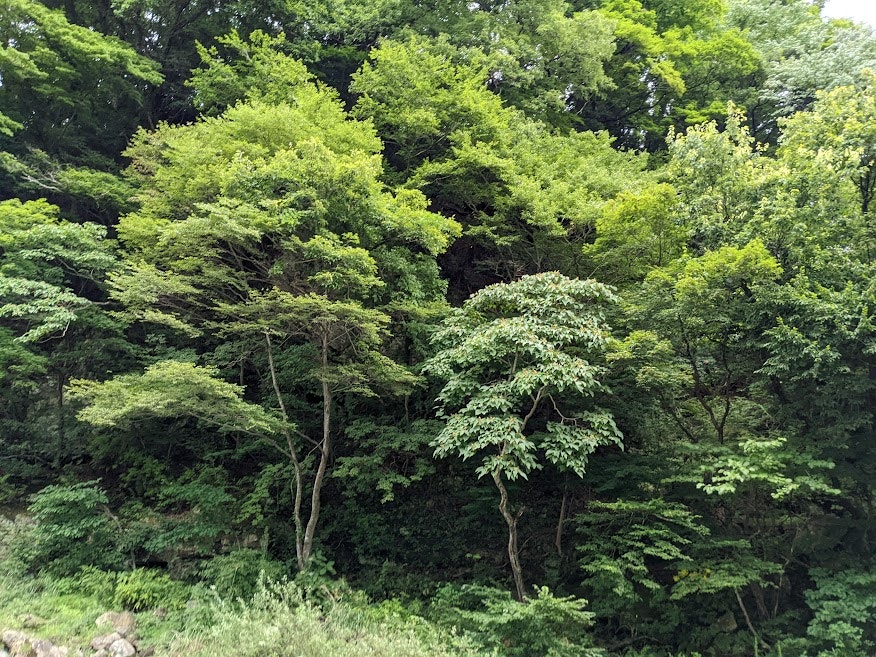 paesaggio di foresta rigogliosa con alberi verdi fitti