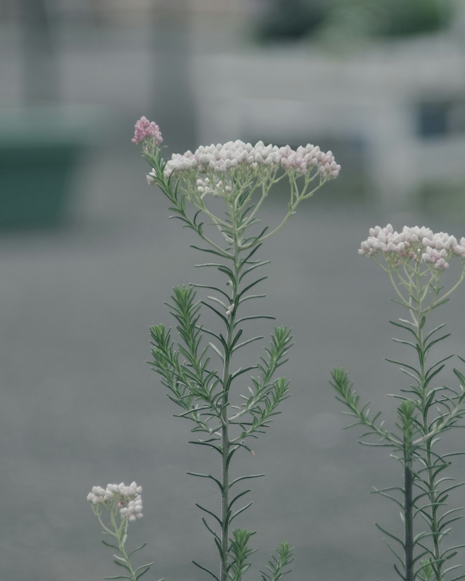高大的植物，上面有纤细的粉红色和白色花朵