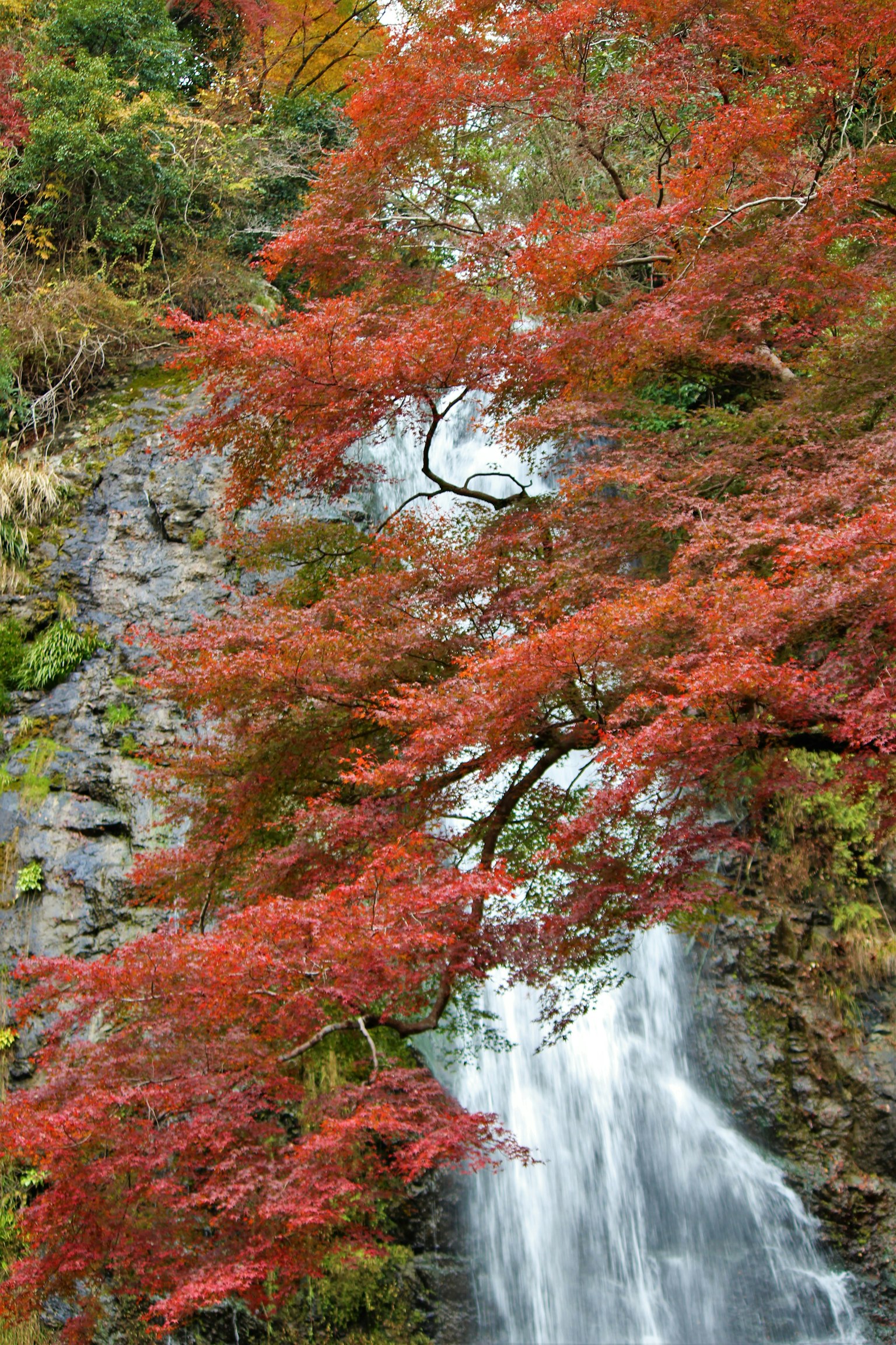Scenic view of a waterfall surrounded by vibrant red autumn leaves