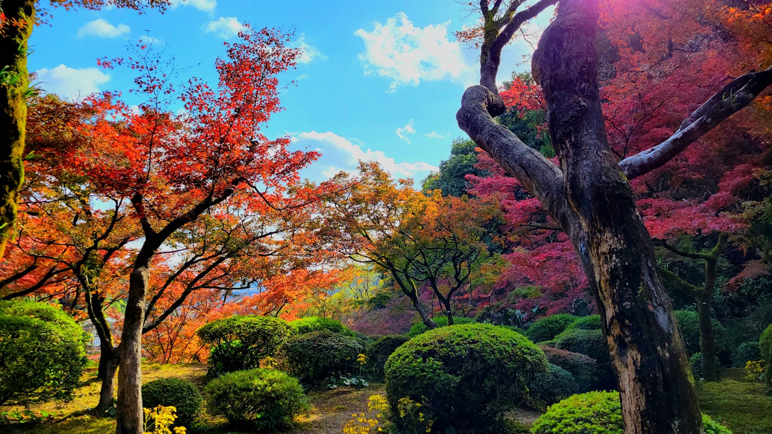 Hermoso paisaje de jardín con follaje de otoño y cielo azul