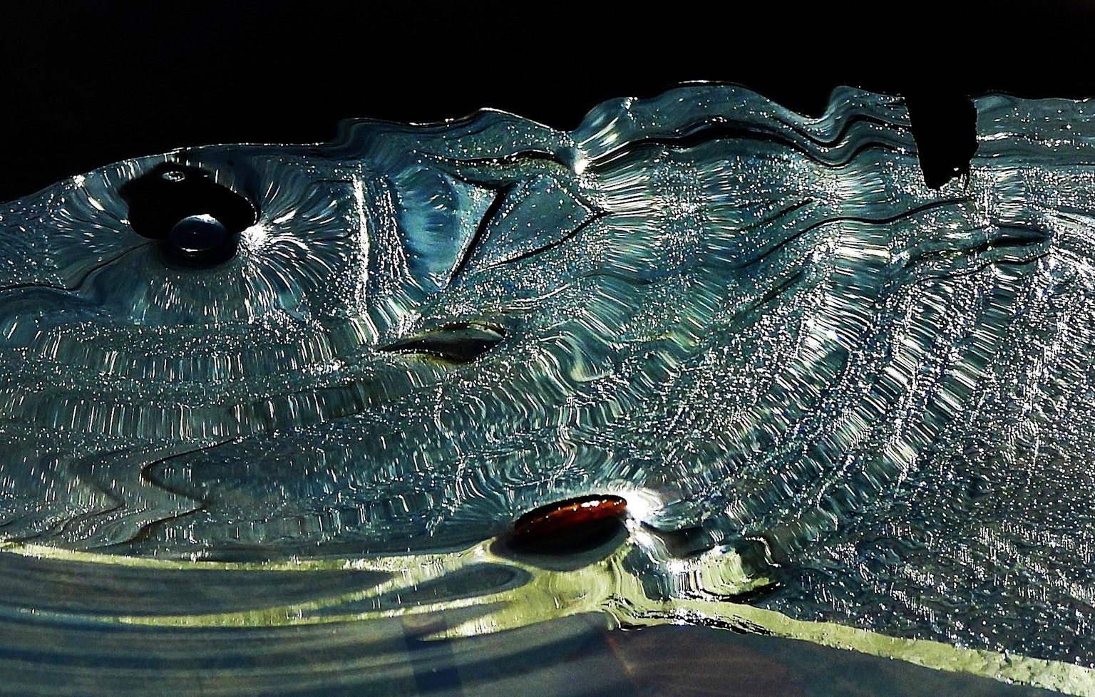 Immagine ravvicinata dettagliata di una testa di pesce trasparente