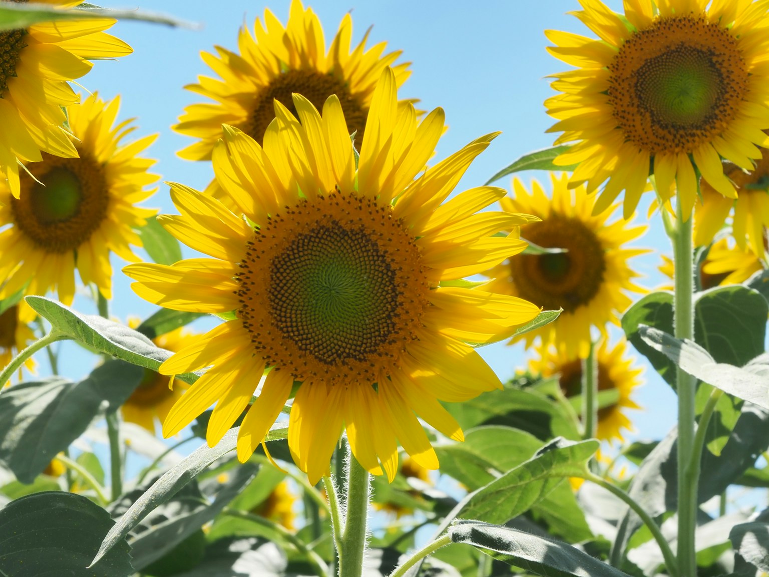 Brillantes girasoles floreciendo bajo un cielo azul