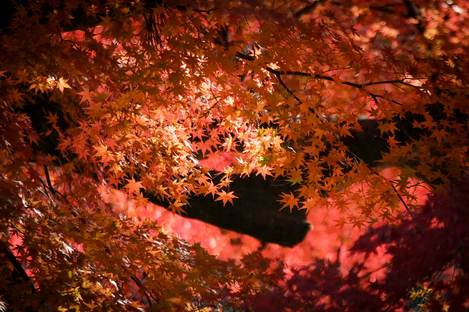 ทิวทัศน์ที่มีใบเมเปิ้ลสีแดงสด