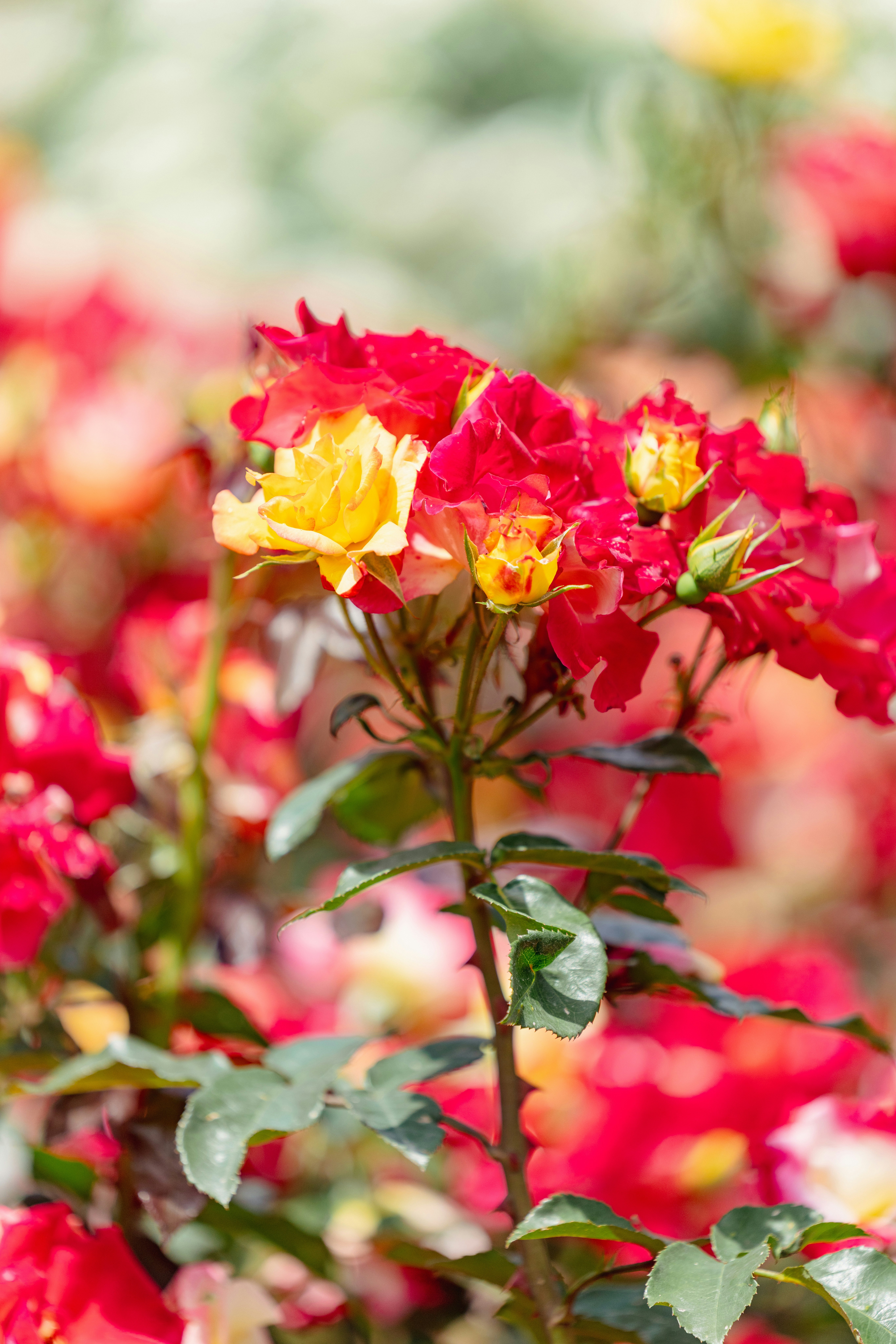赤と黄色のバラの花が咲いている鮮やかな庭の風景