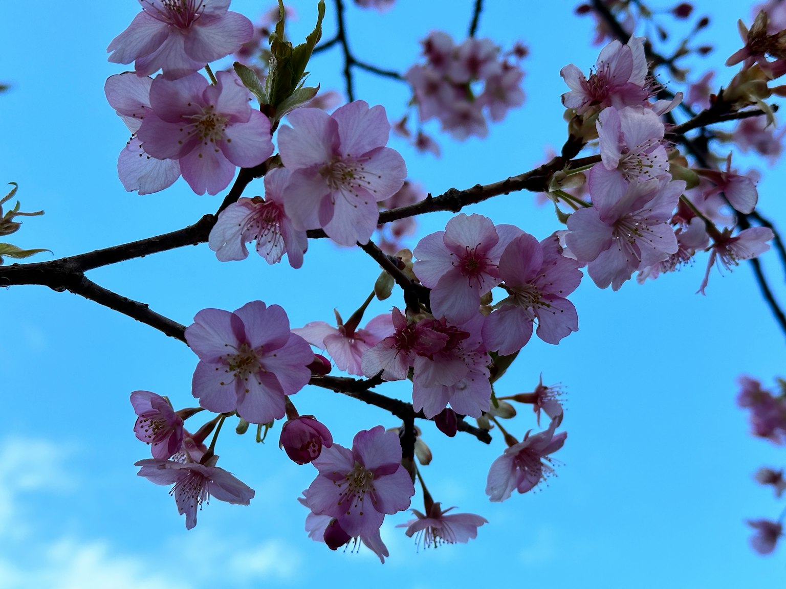 Close-up of cherry blossoms against a blue sky