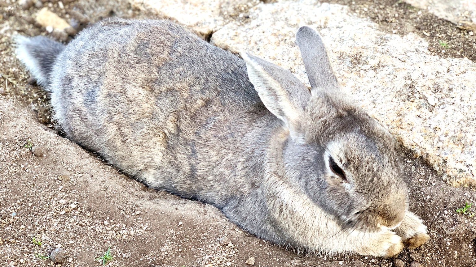 Gray rabbit lying on the ground